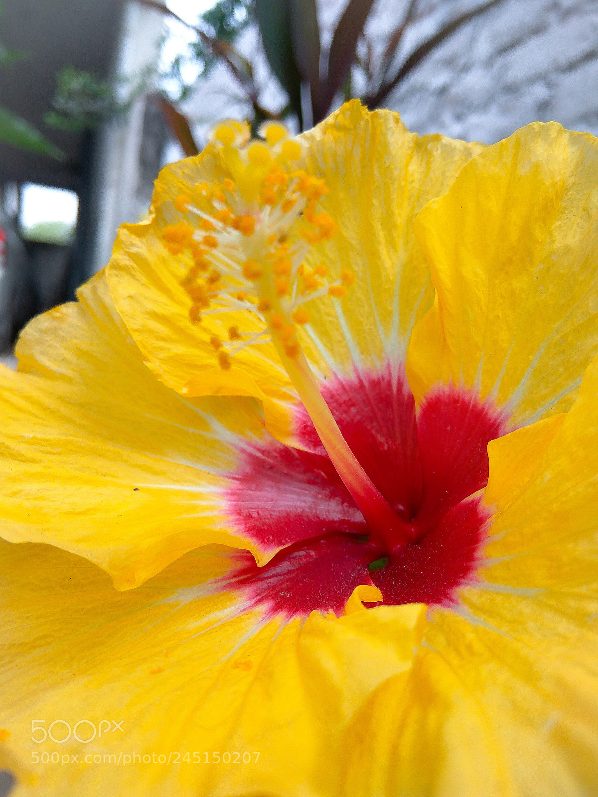 Xiaomi Redmi Note3 sample photo. Shine brightly..!! photography