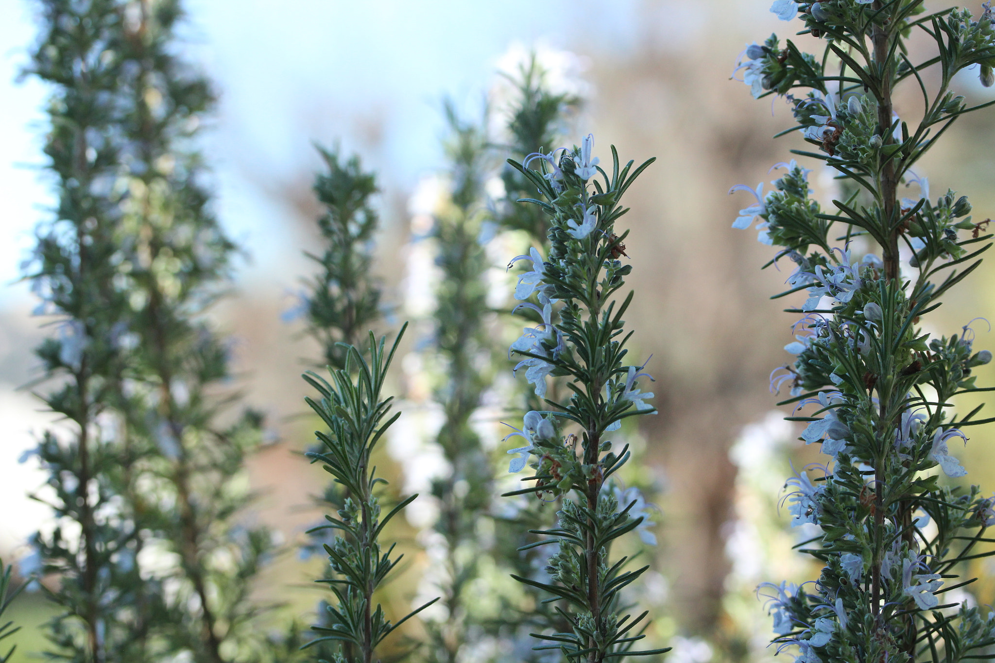 Canon EF-S 60mm F2.8 Macro USM sample photo. Img photography
