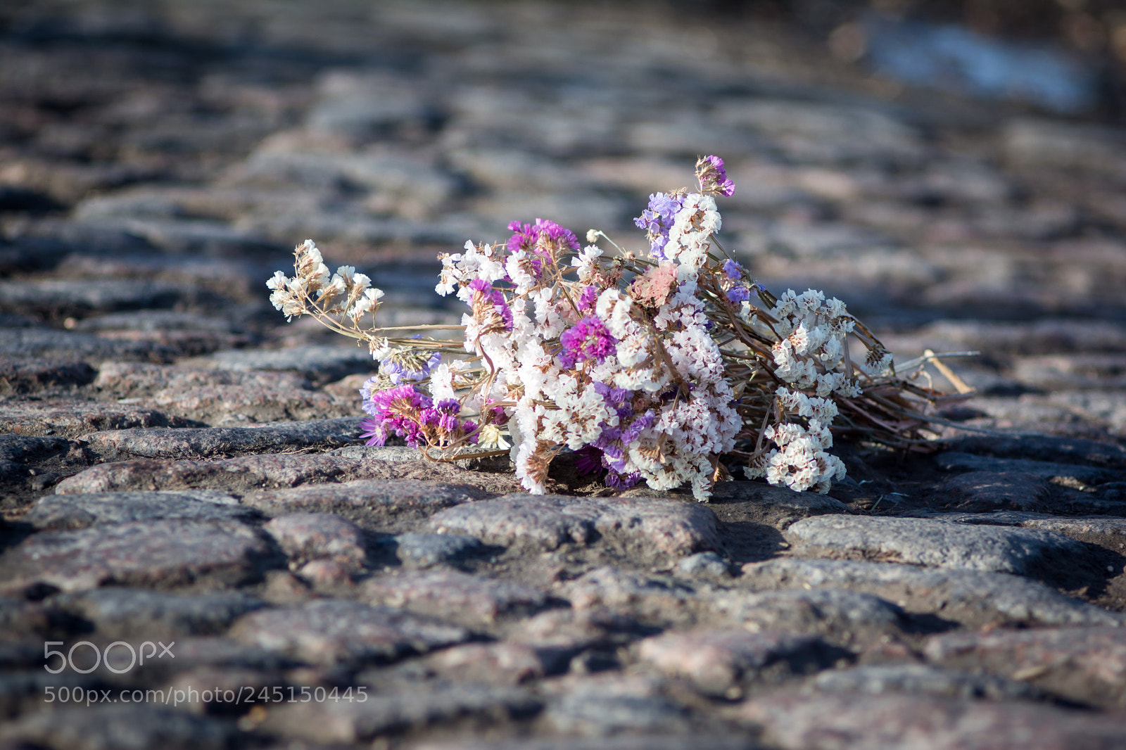 Nikon D7100 sample photo. Sva photography