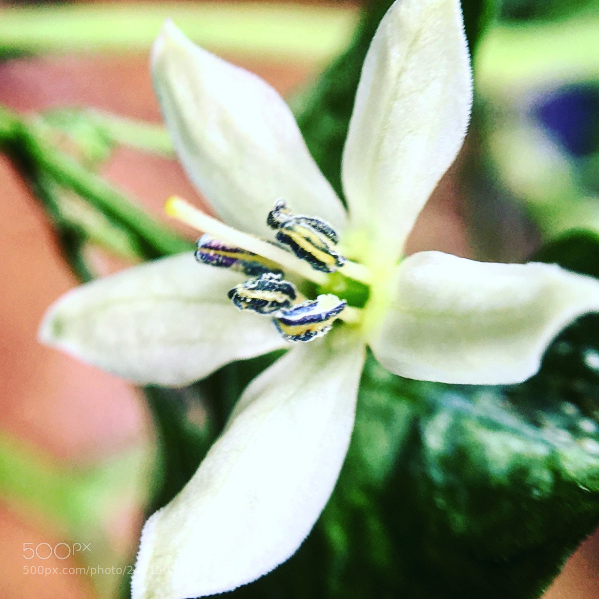 Apple iPhone SE sample photo. Img photography