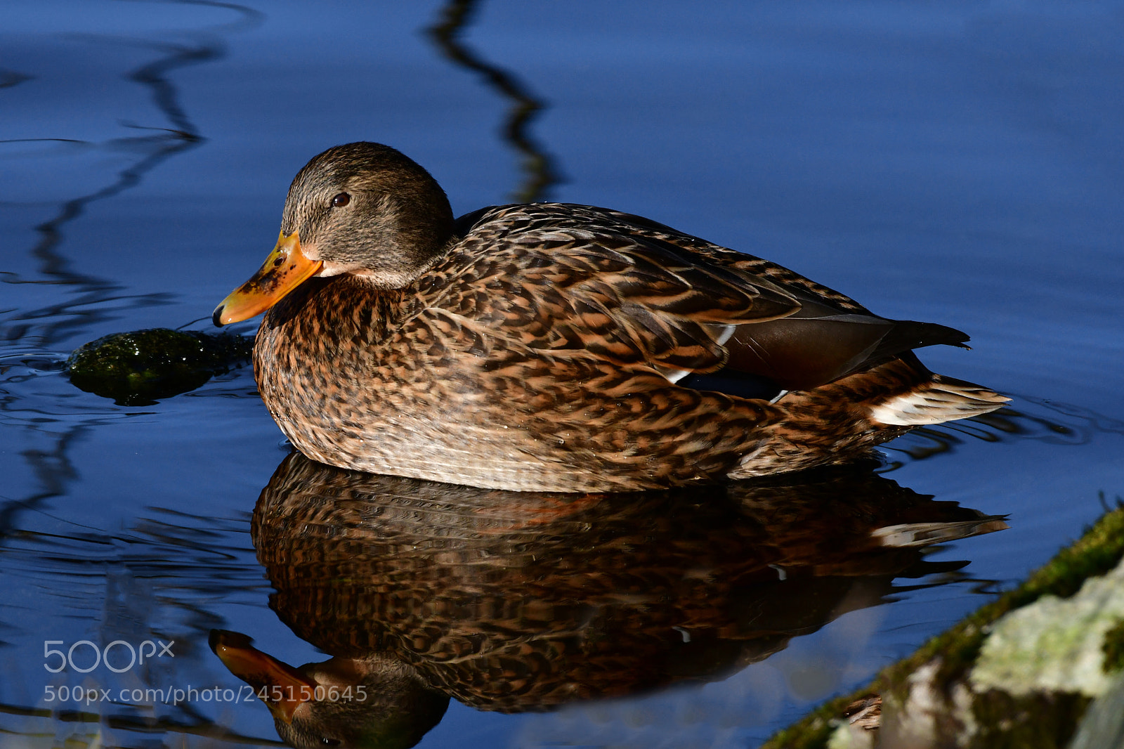 Nikon D500 sample photo. The duck photography