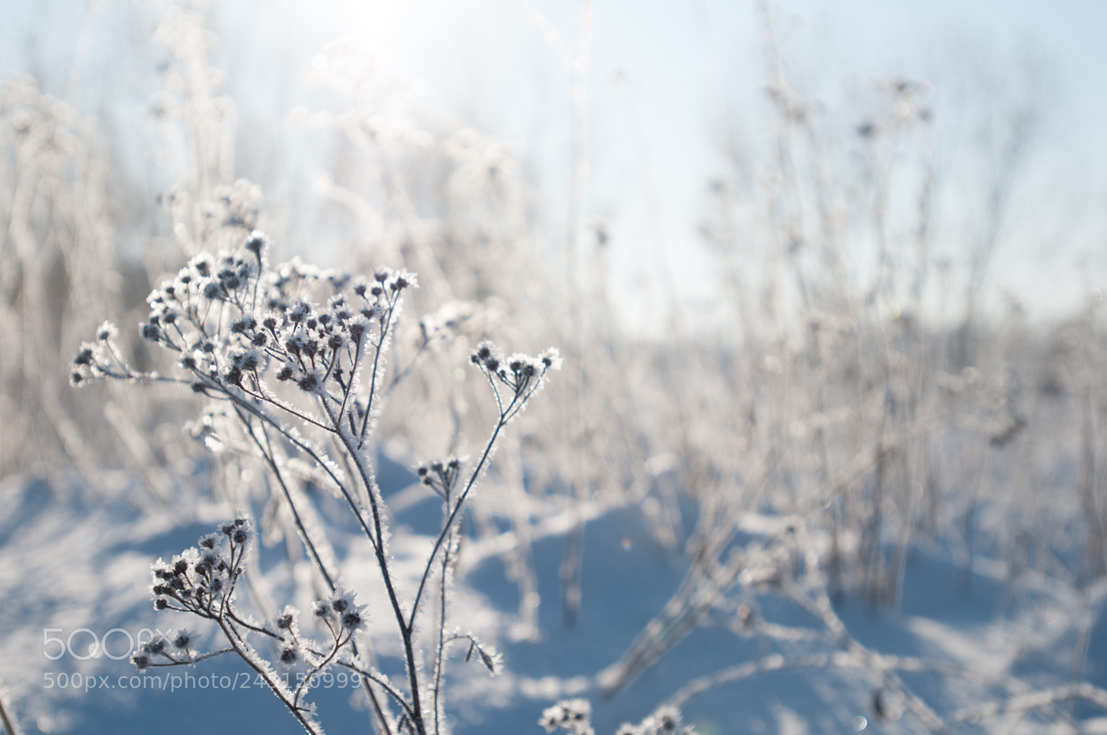 Nikon D300 sample photo. Winter morning photography