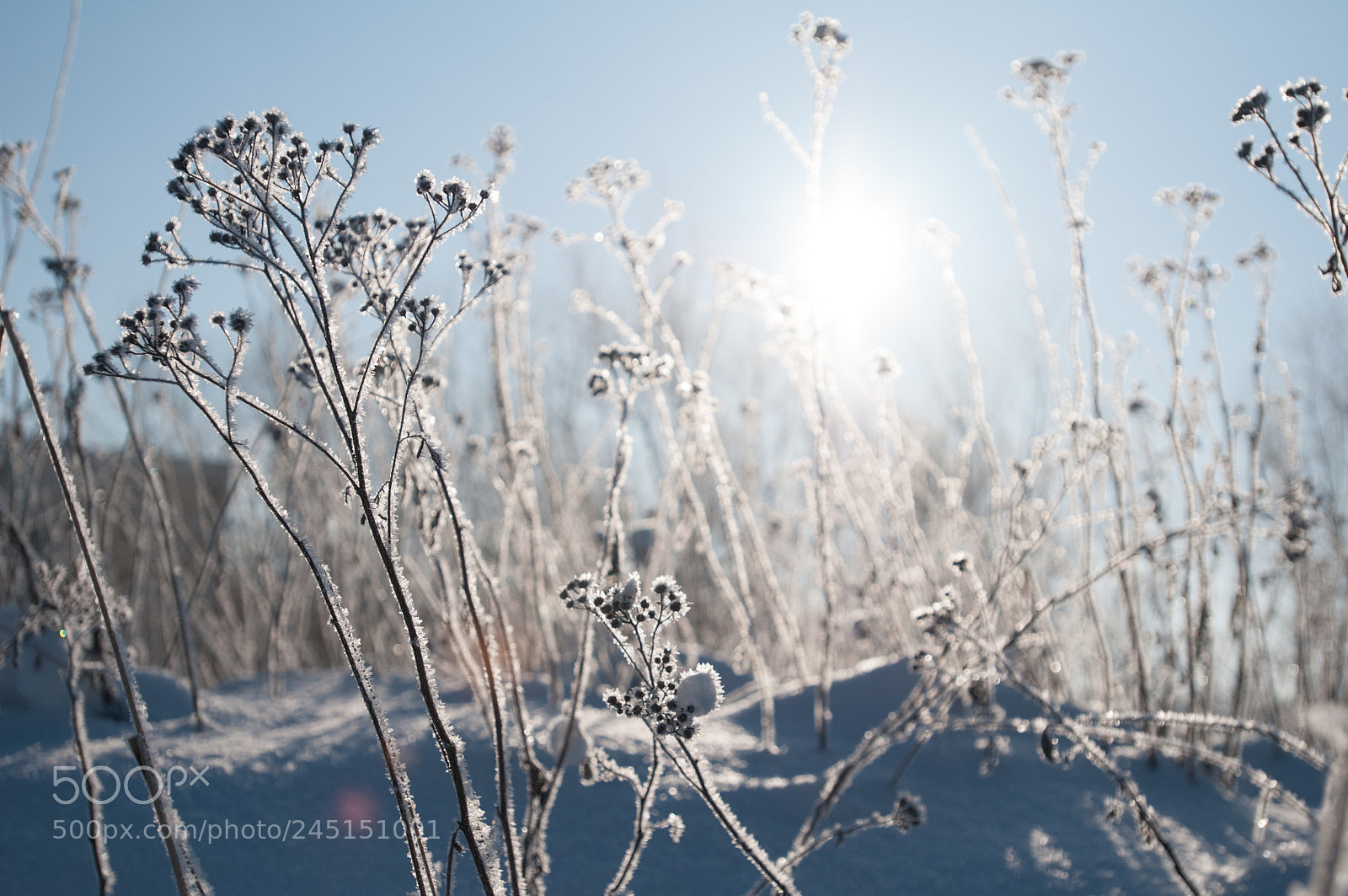 Nikon D300 sample photo. Winter morning photography