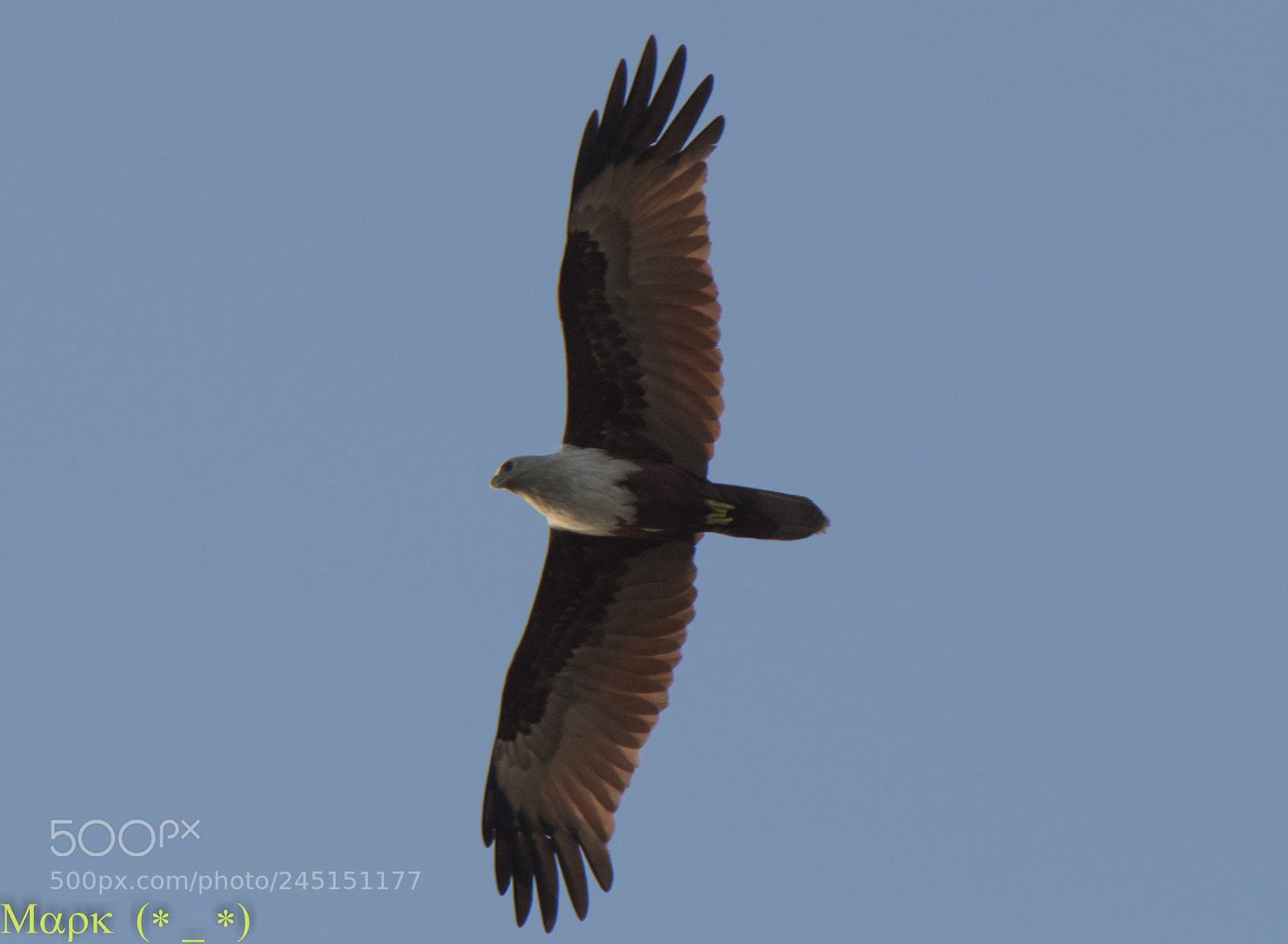 Nikon D500 sample photo. Red kite photography
