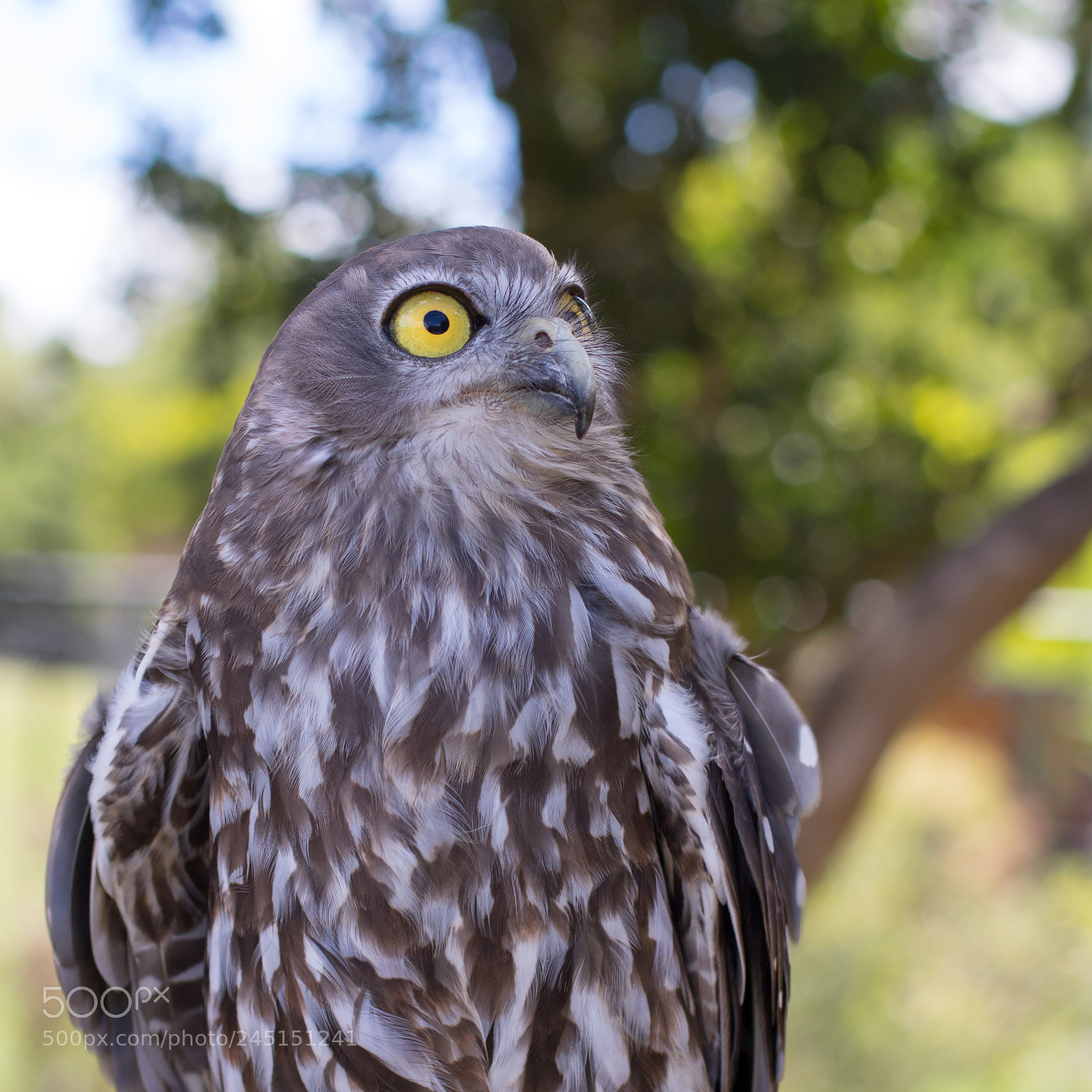 Canon EOS 7D Mark II sample photo. Barking owl photography