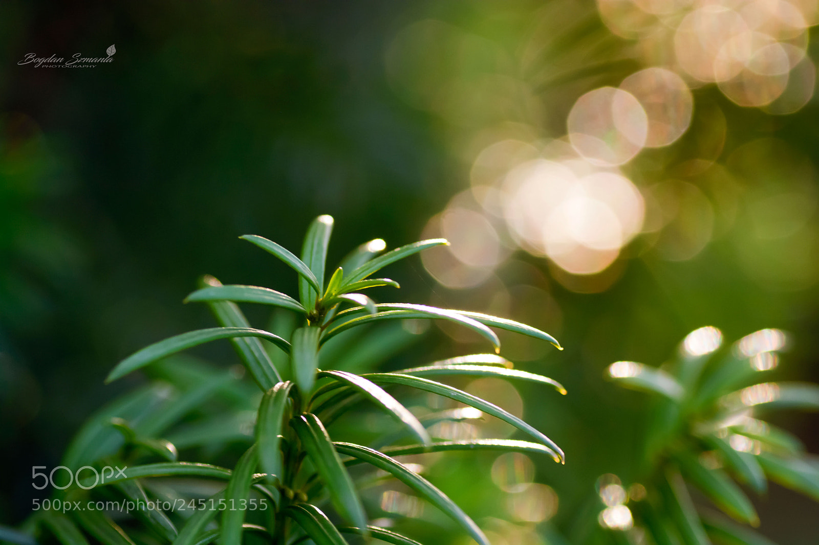Nikon D5200 sample photo. Bokeh photography