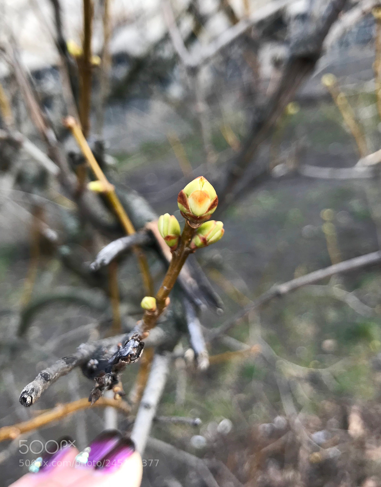 Apple iPhone 7 sample photo. Spring is almost here photography