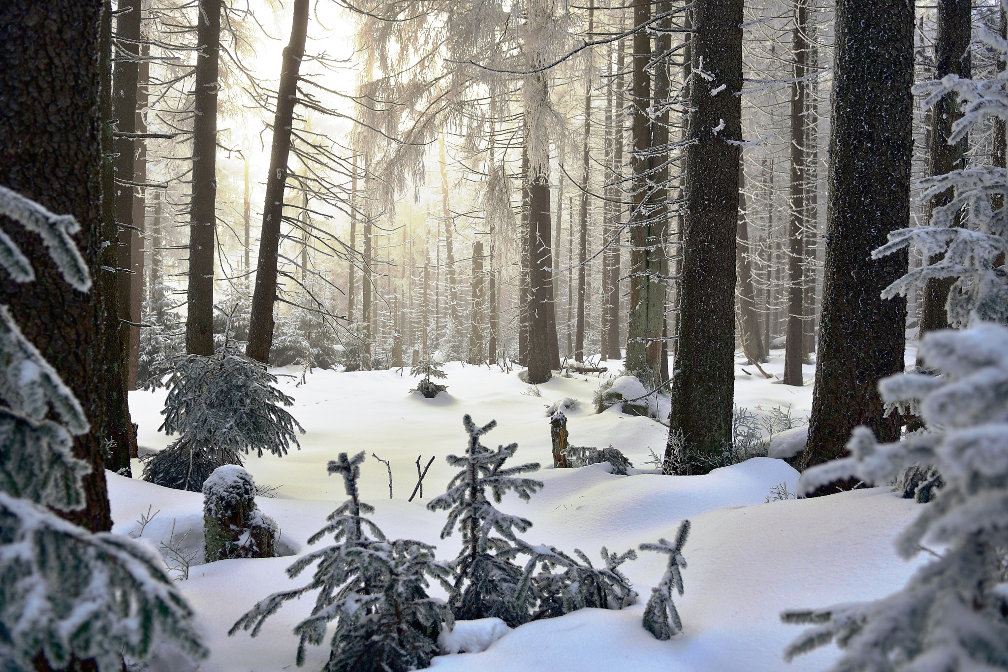 Nikon D7200 sample photo. Forest solitude photography