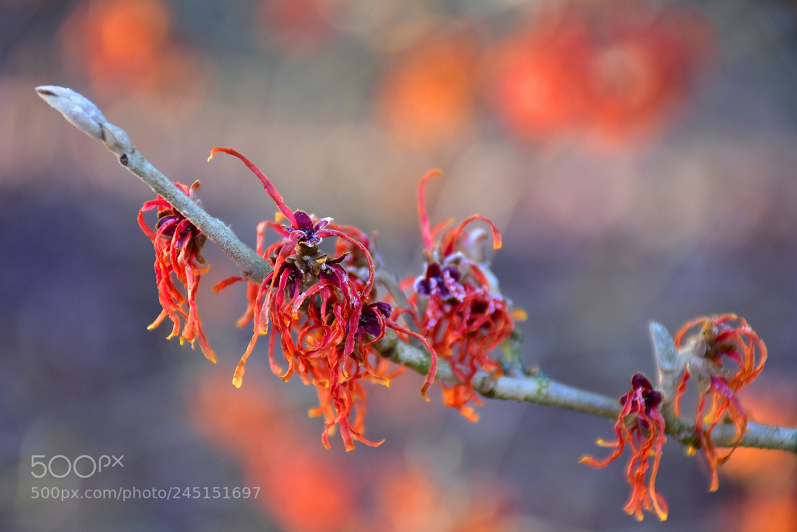 Nikon D7200 sample photo. Fire plant in winter photography