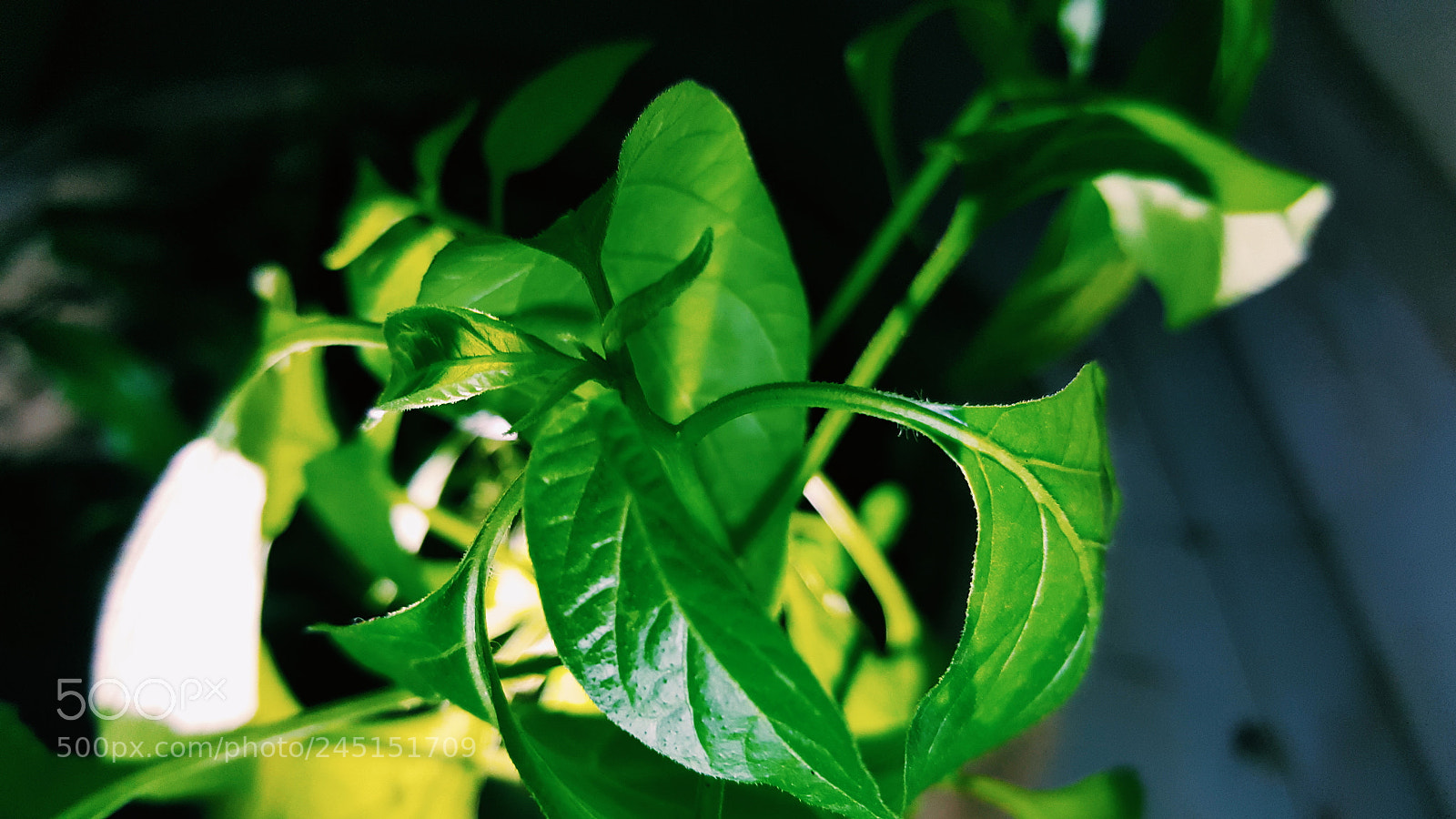 Samsung GALAXY S6 edge sample photo. Processed with vsco with photography