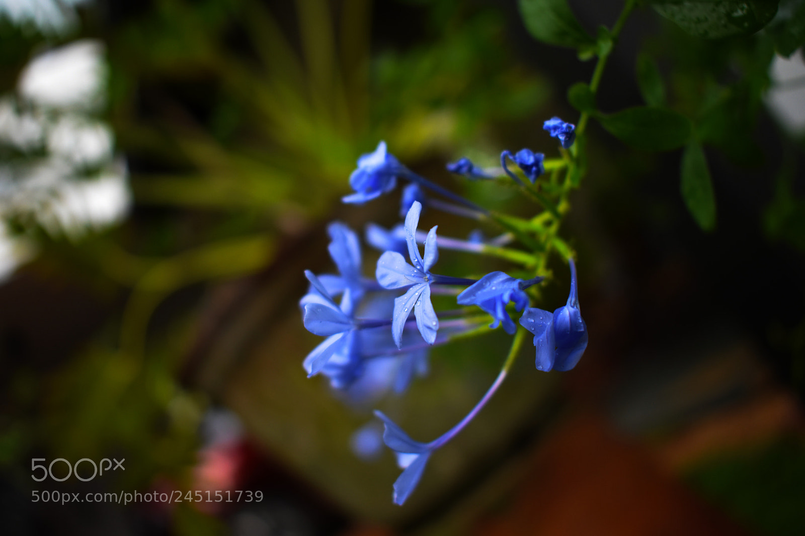 Nikon D3400 sample photo. Flower photography