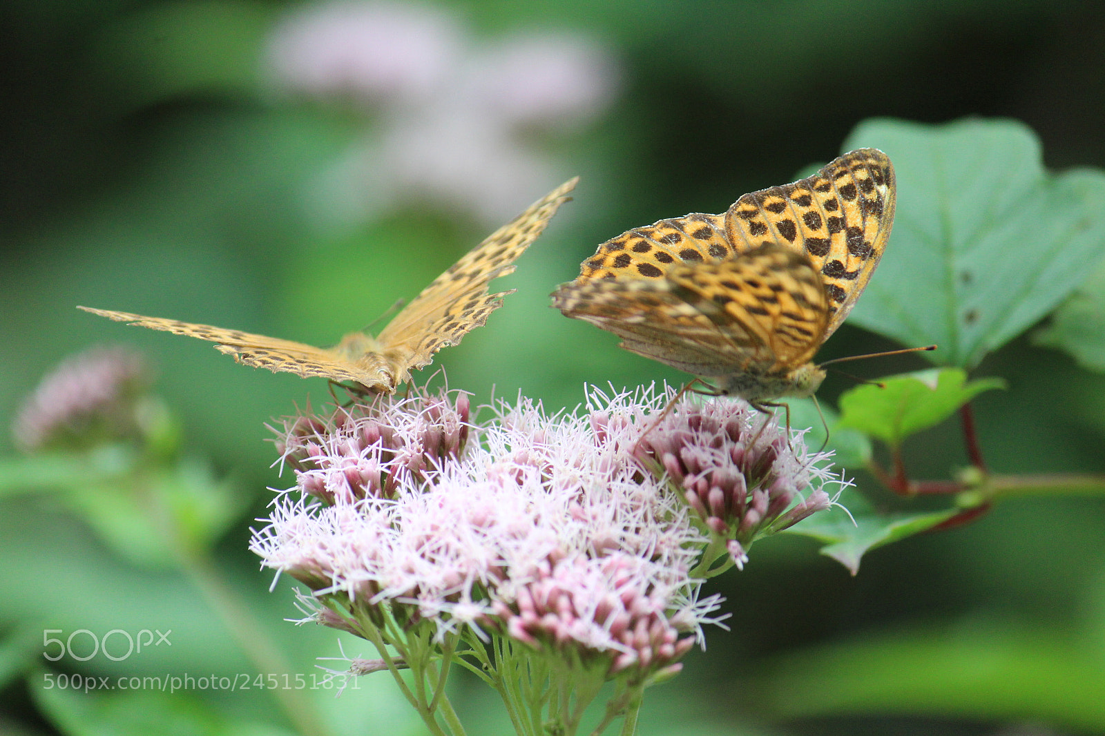 Canon EF-S 55-250mm F4-5.6 IS II sample photo. Company photography