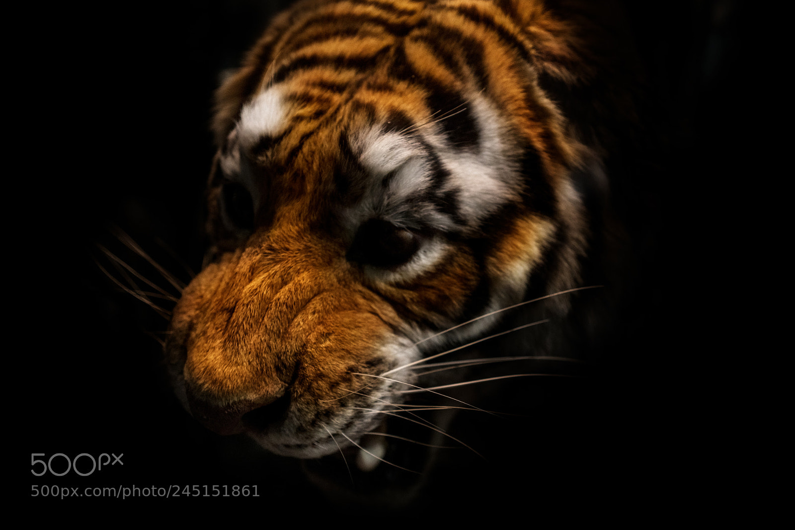 Sony a7R II sample photo. Tiger photography