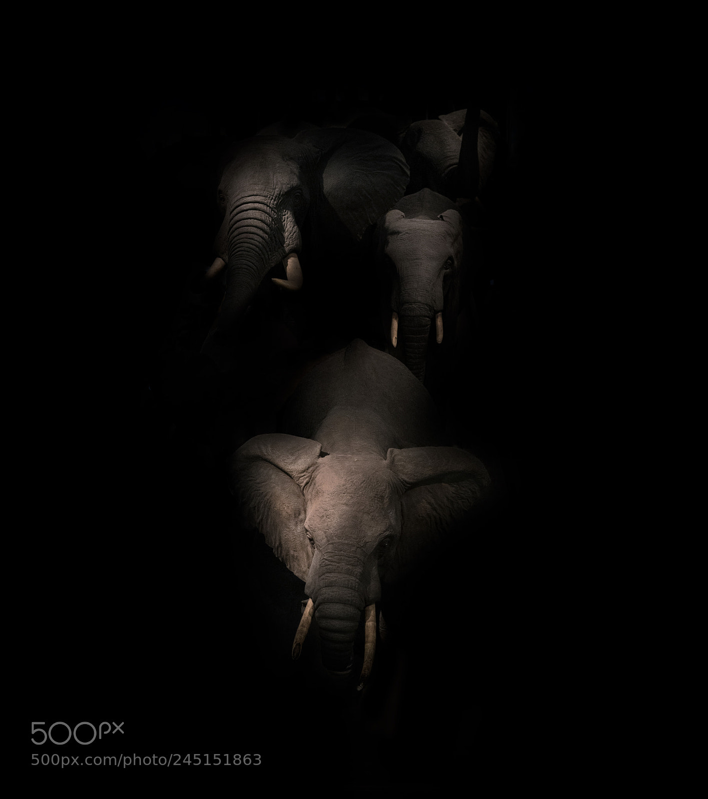 Sony a7R II sample photo. Elephant photography