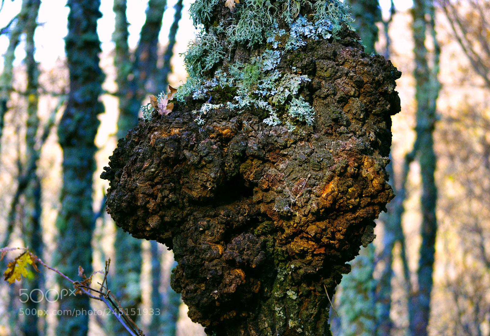 Nikon D3100 sample photo. Tronco de roble deforme photography