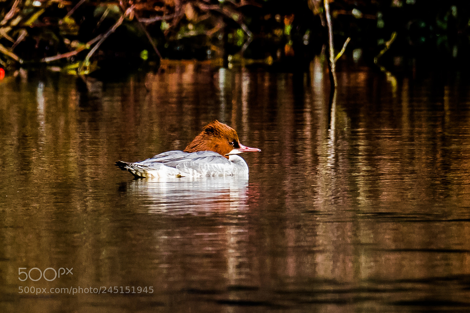 Canon EOS 7D Mark II sample photo. Goosander photography