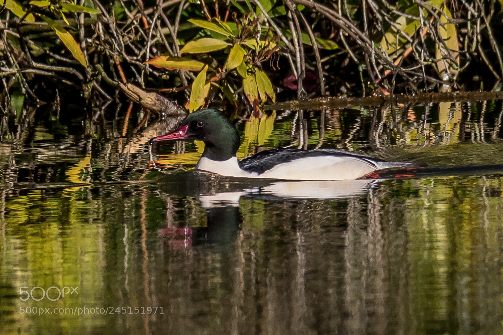 Canon EOS 7D Mark II sample photo. Goosander photography
