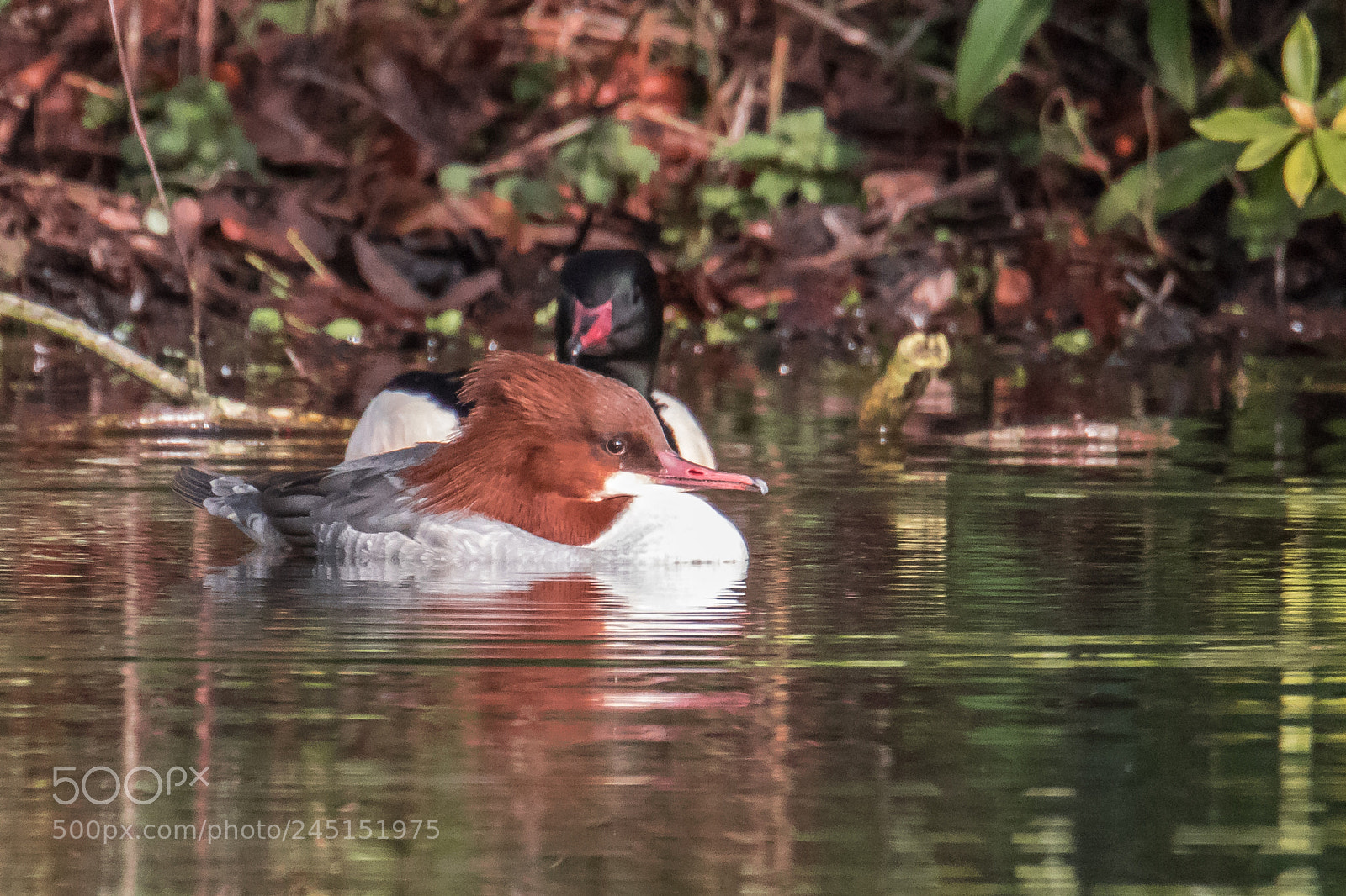 Canon EOS 7D Mark II sample photo. Goosanders photography
