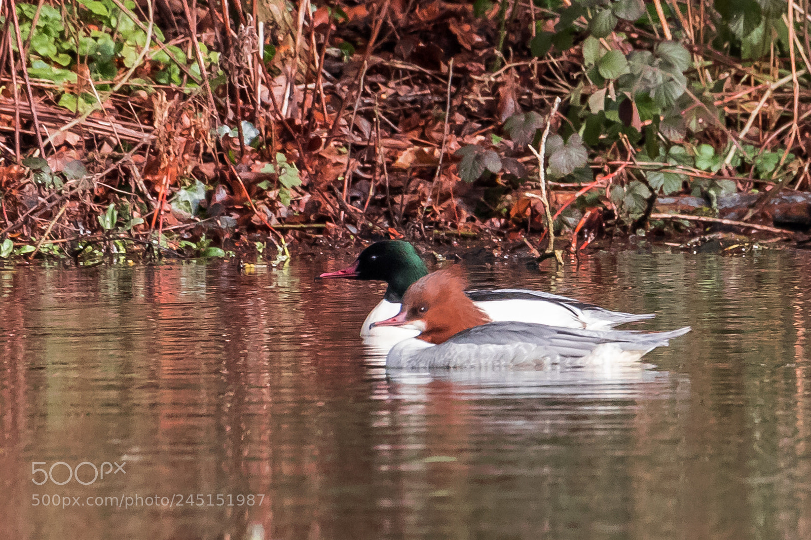 Canon EOS 7D Mark II sample photo. Pair of goosanders photography