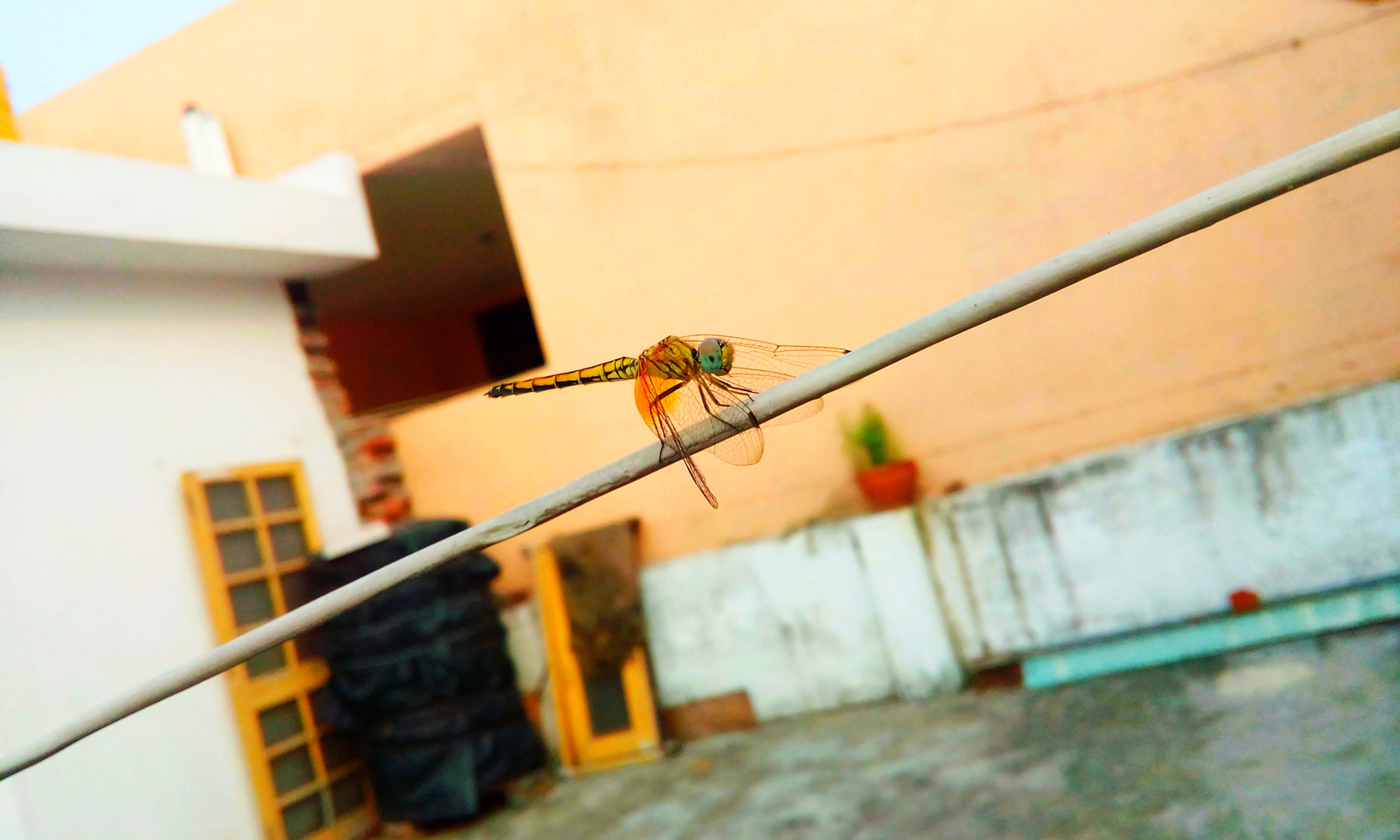 HTC DESIRE 526G+ DUAL SIM sample photo. Dragonfly photography