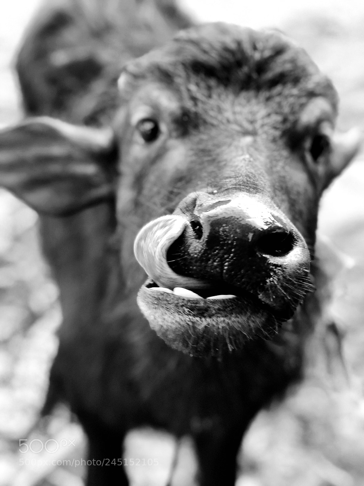 Apple iPhone 8 Plus sample photo. #babybuffalo photography