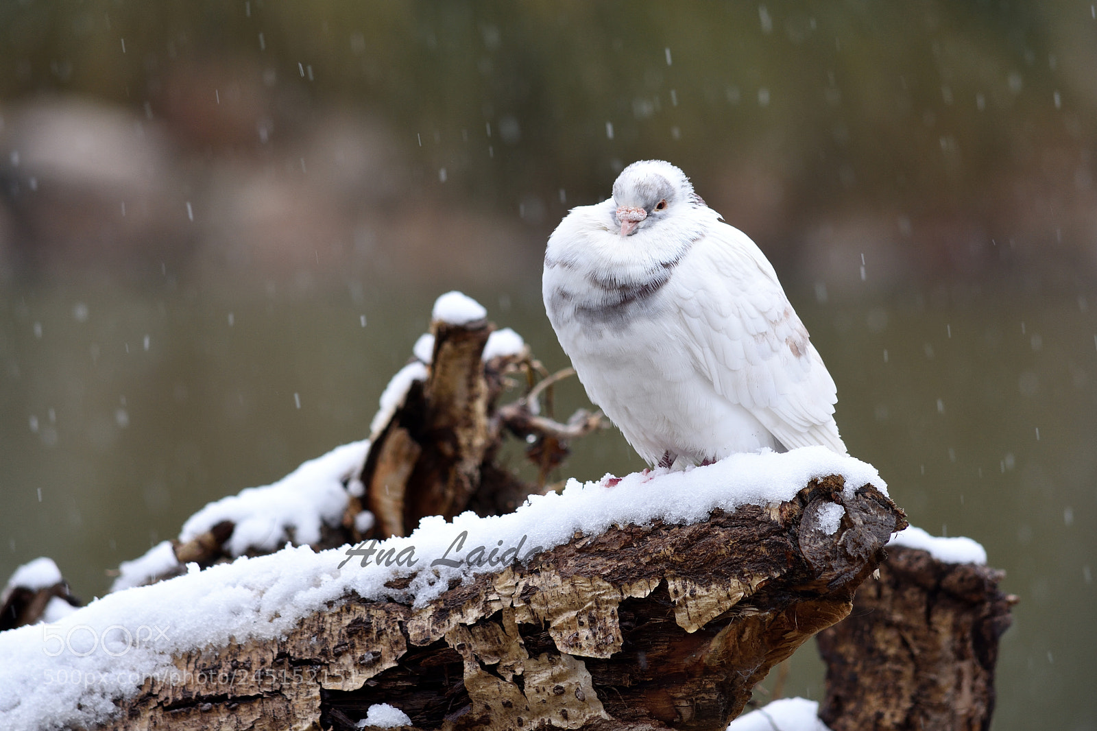 Nikon D7200 sample photo. Cold day photography