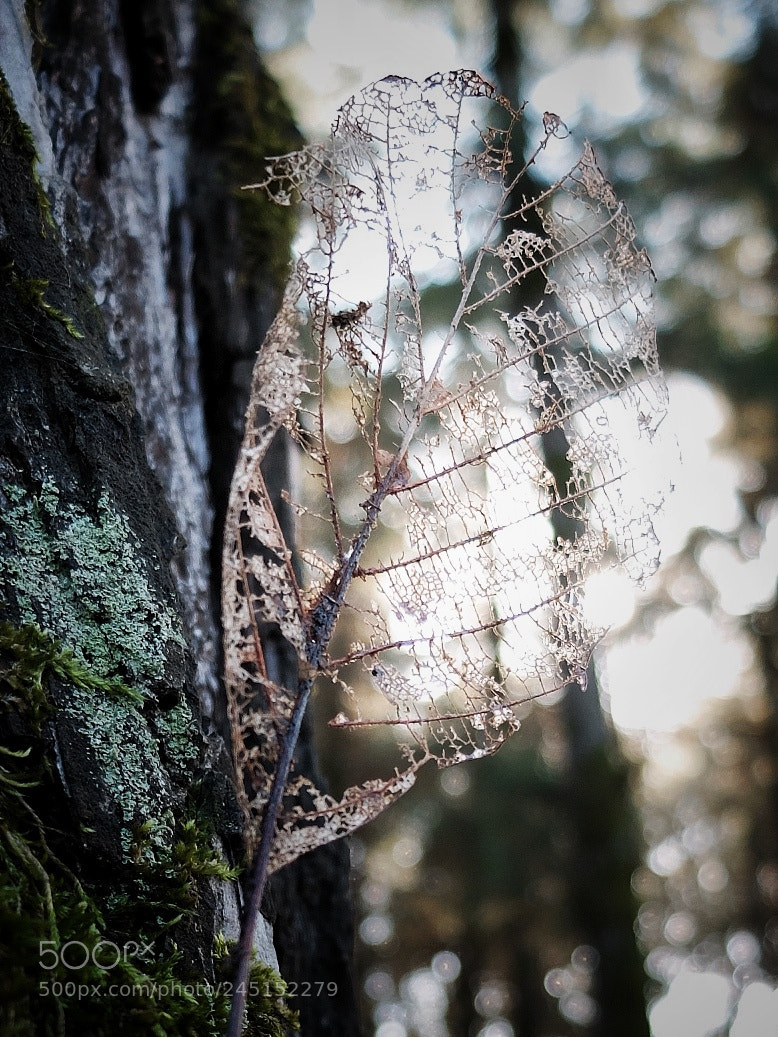 Fujifilm X30 sample photo. 2017_1228_11042000-01.jpeg photography