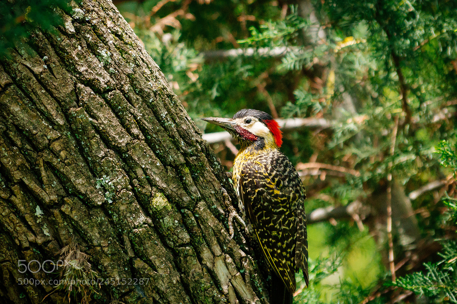 Nikon D3200 sample photo. Woody woodpecker! photography