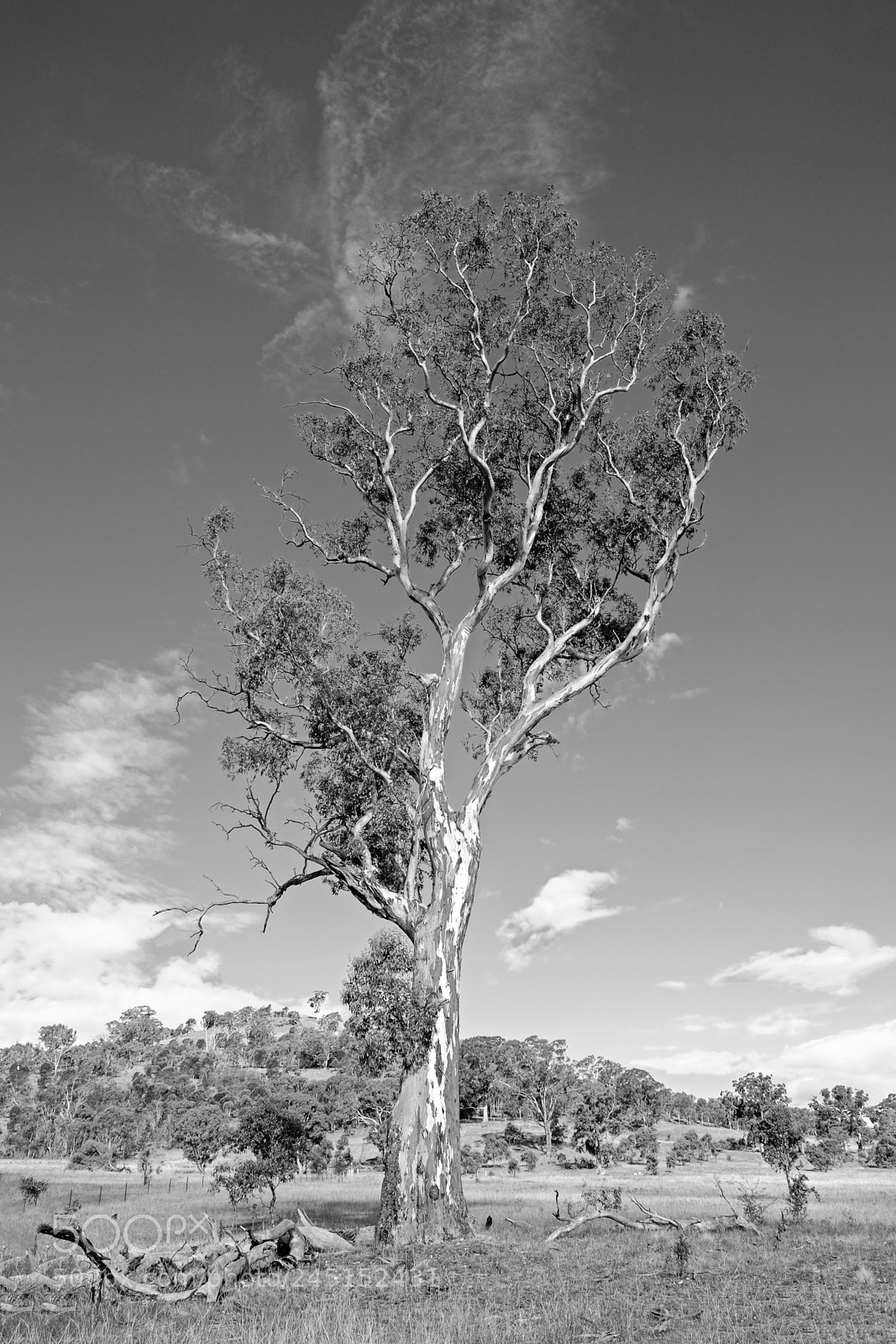 Fujifilm X-E2 sample photo. Tall tree photography