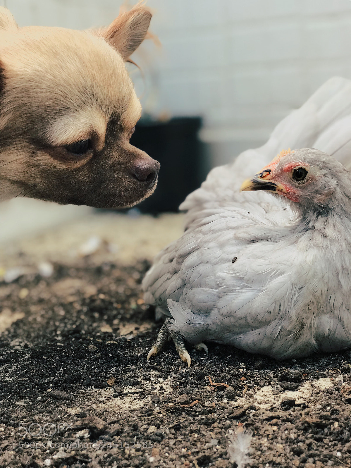 Apple iPhone 7 Plus sample photo. Malibu and nugget photography