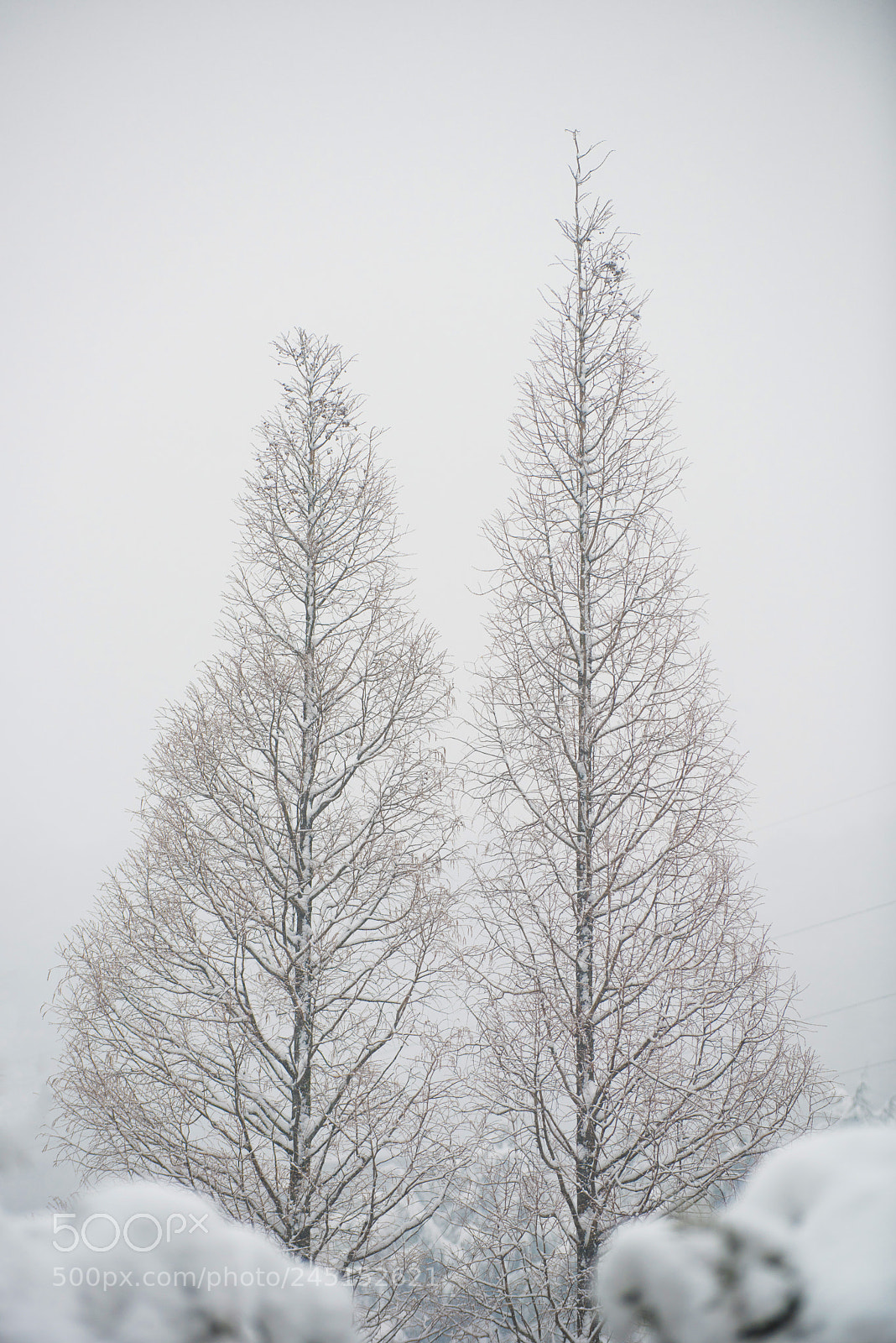 Nikon D810 sample photo. Untitled photography