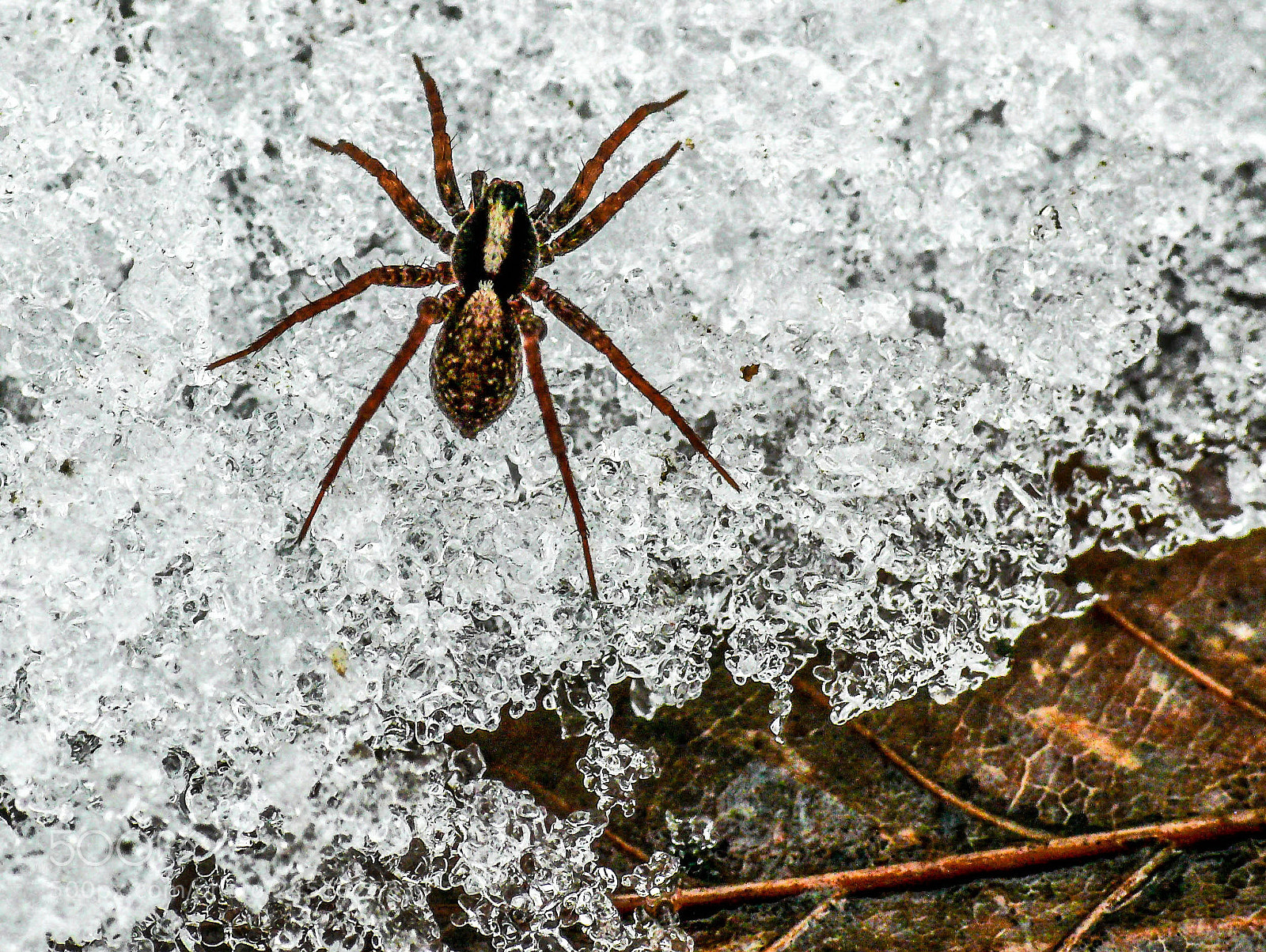 Panasonic DMC-FZ50 sample photo. On the frozen leaves photography