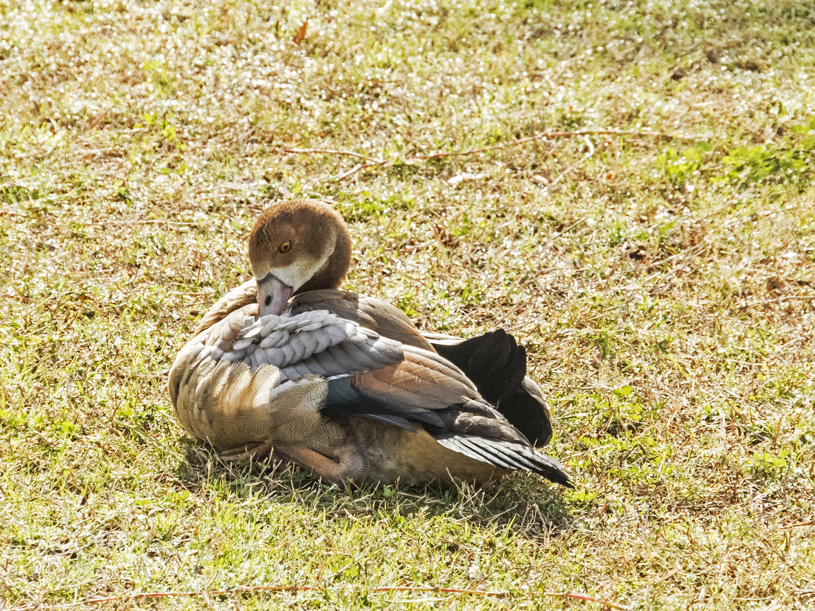 Nikon Coolpix B700 sample photo. Duck. photography