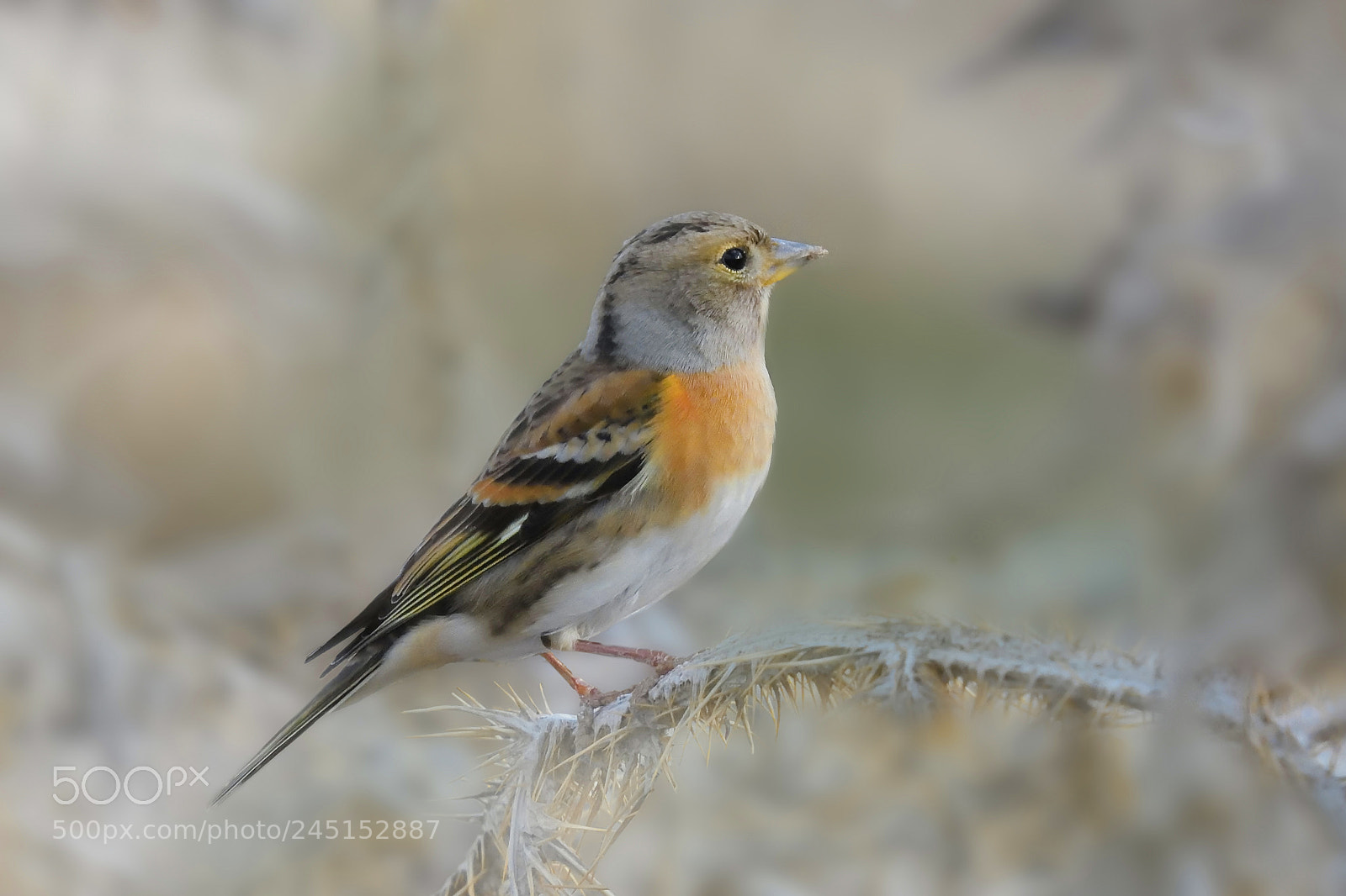 Nikon D7200 sample photo. Da ispinozu - brambling photography