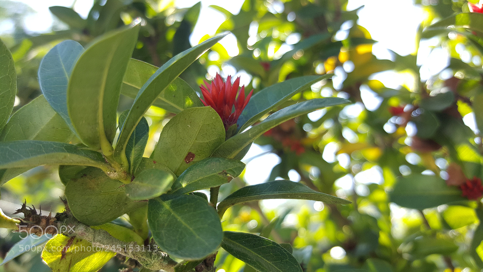 Samsung GALAXY S6 edge sample photo. Natual photography