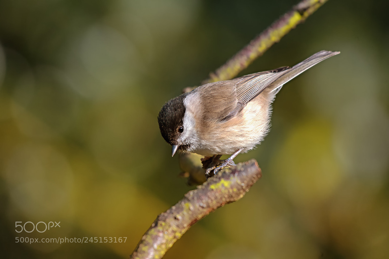 Nikon D500 sample photo. Willow tit (parus montanus) photography