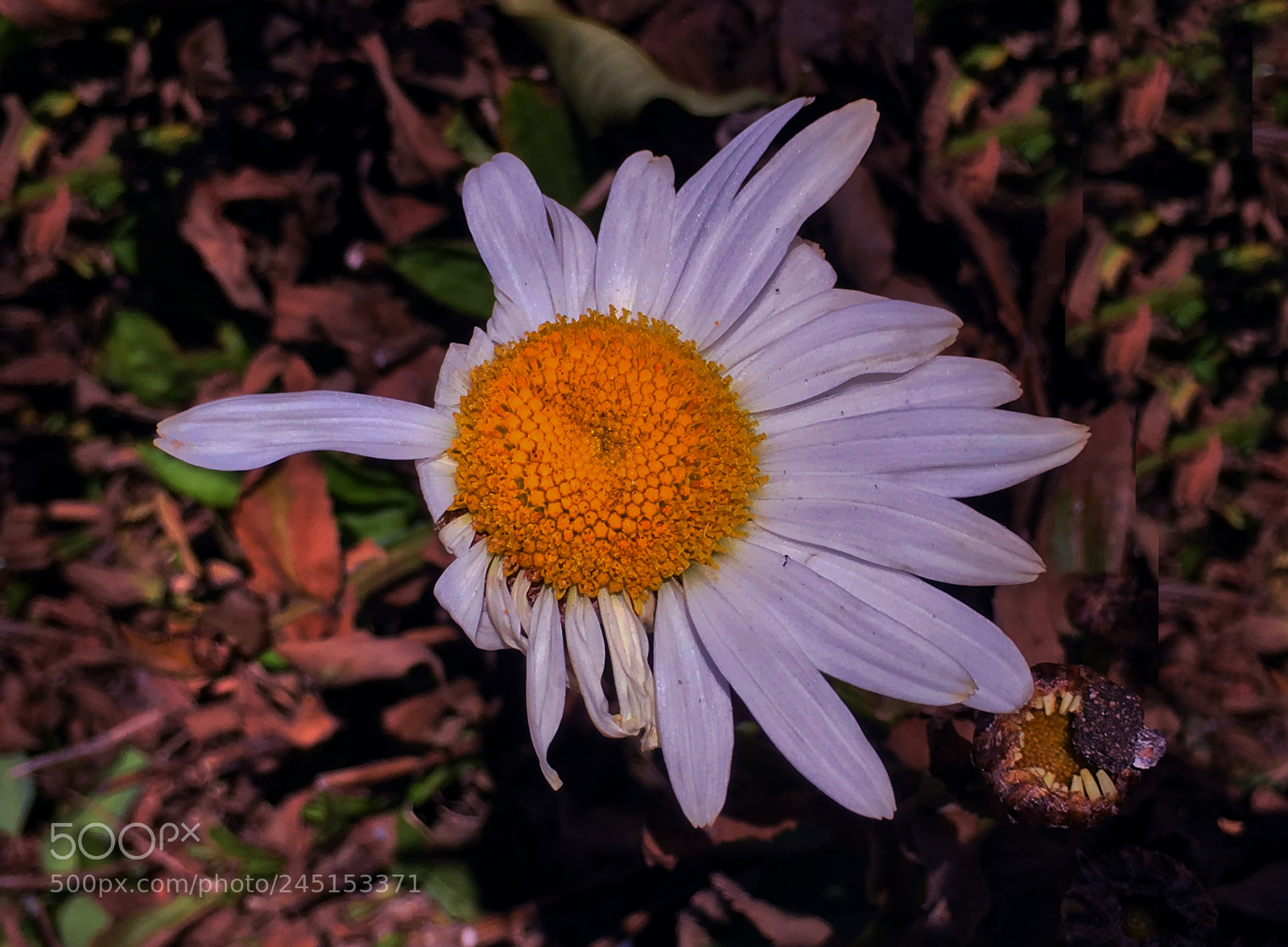 Apple iPhone 6s Plus sample photo. Flor photography