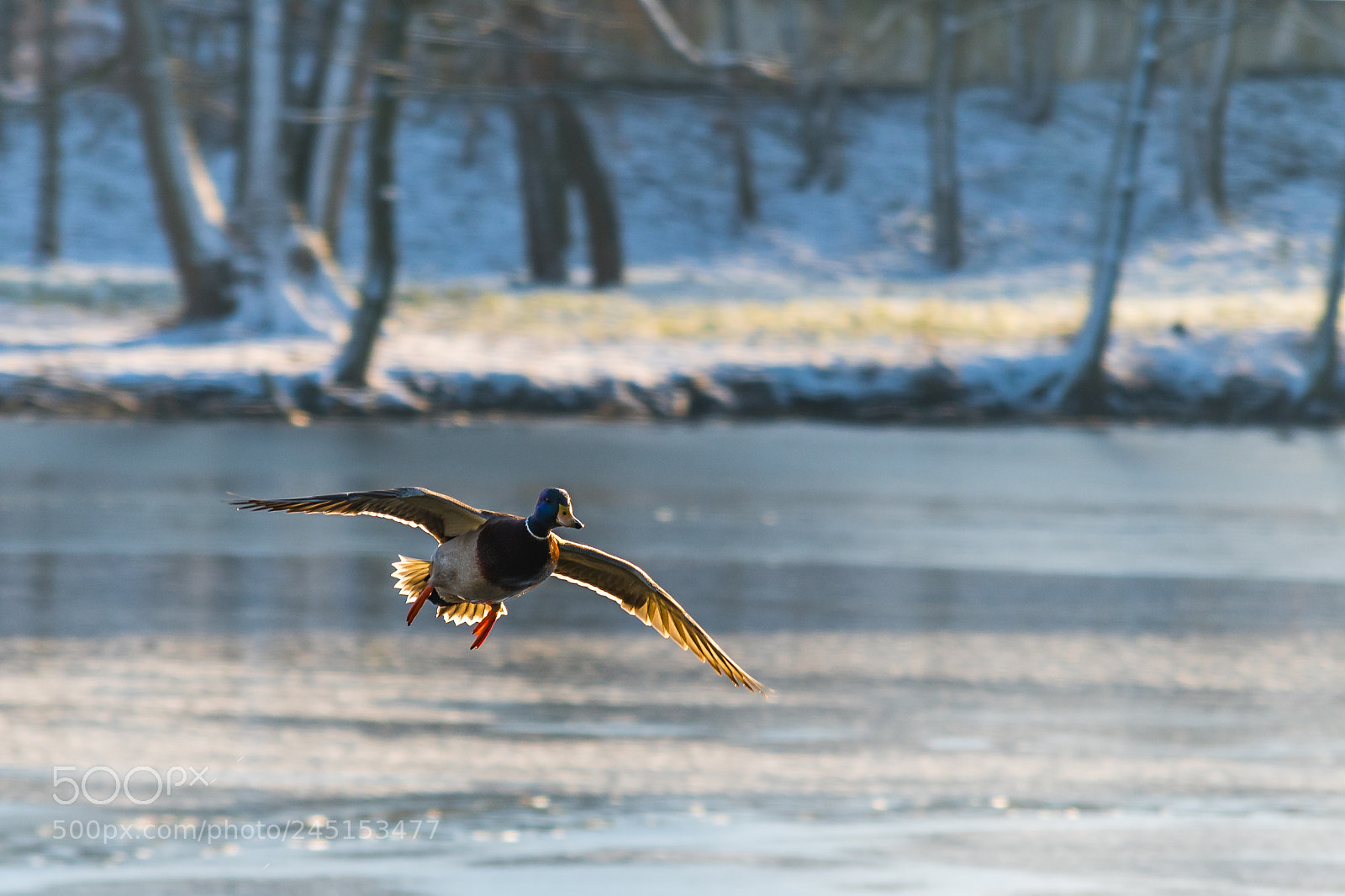 Nikon D500 sample photo. Flying drake mallard above photography