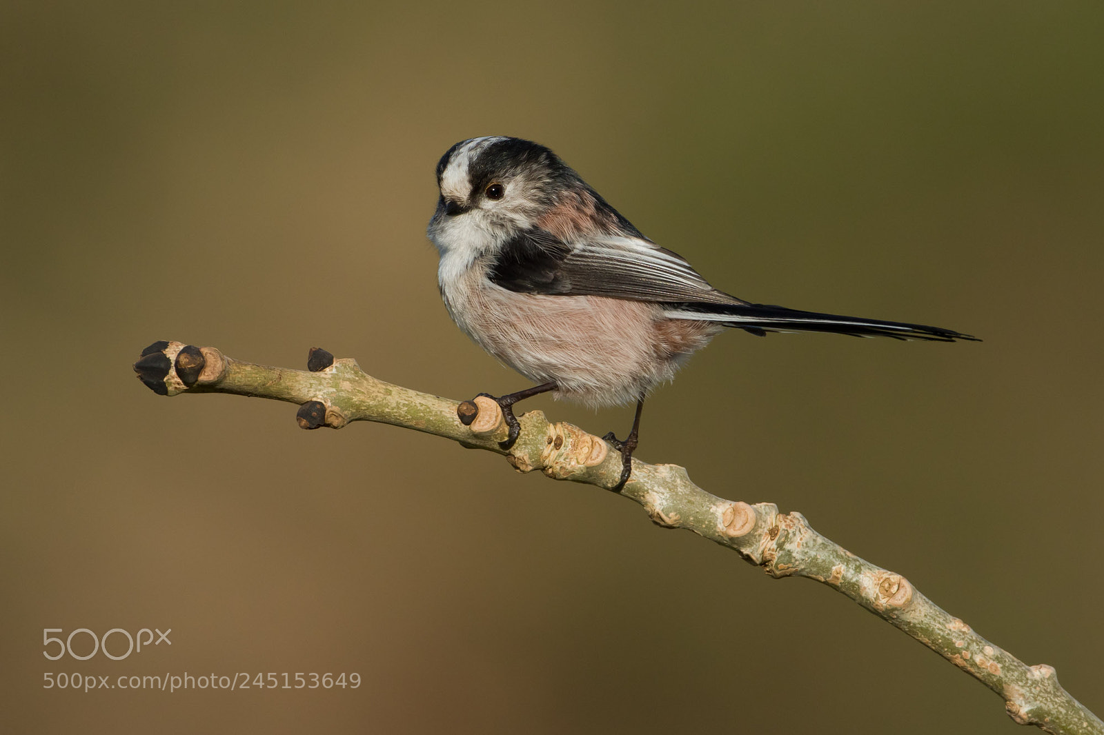 Canon EOS 7D Mark II sample photo. Long-tailed tit photography