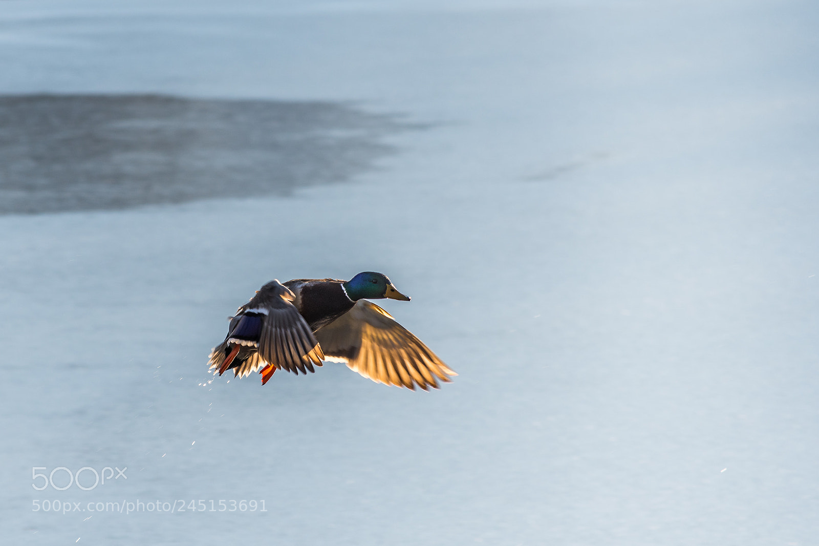 Nikon D500 sample photo. Landing mallard duck on photography