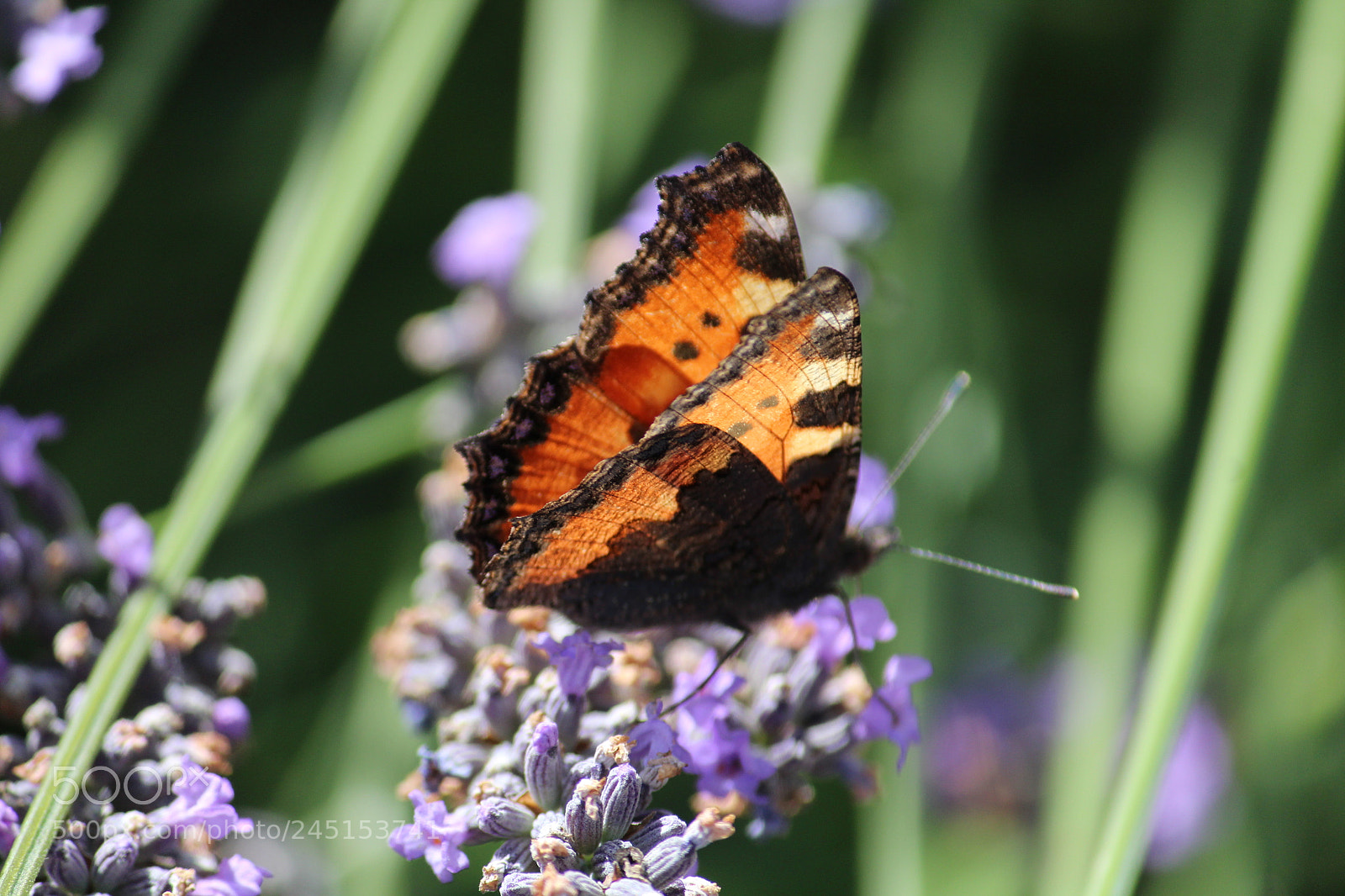 Canon EF-S 55-250mm F4-5.6 IS II sample photo. Folded beauty photography