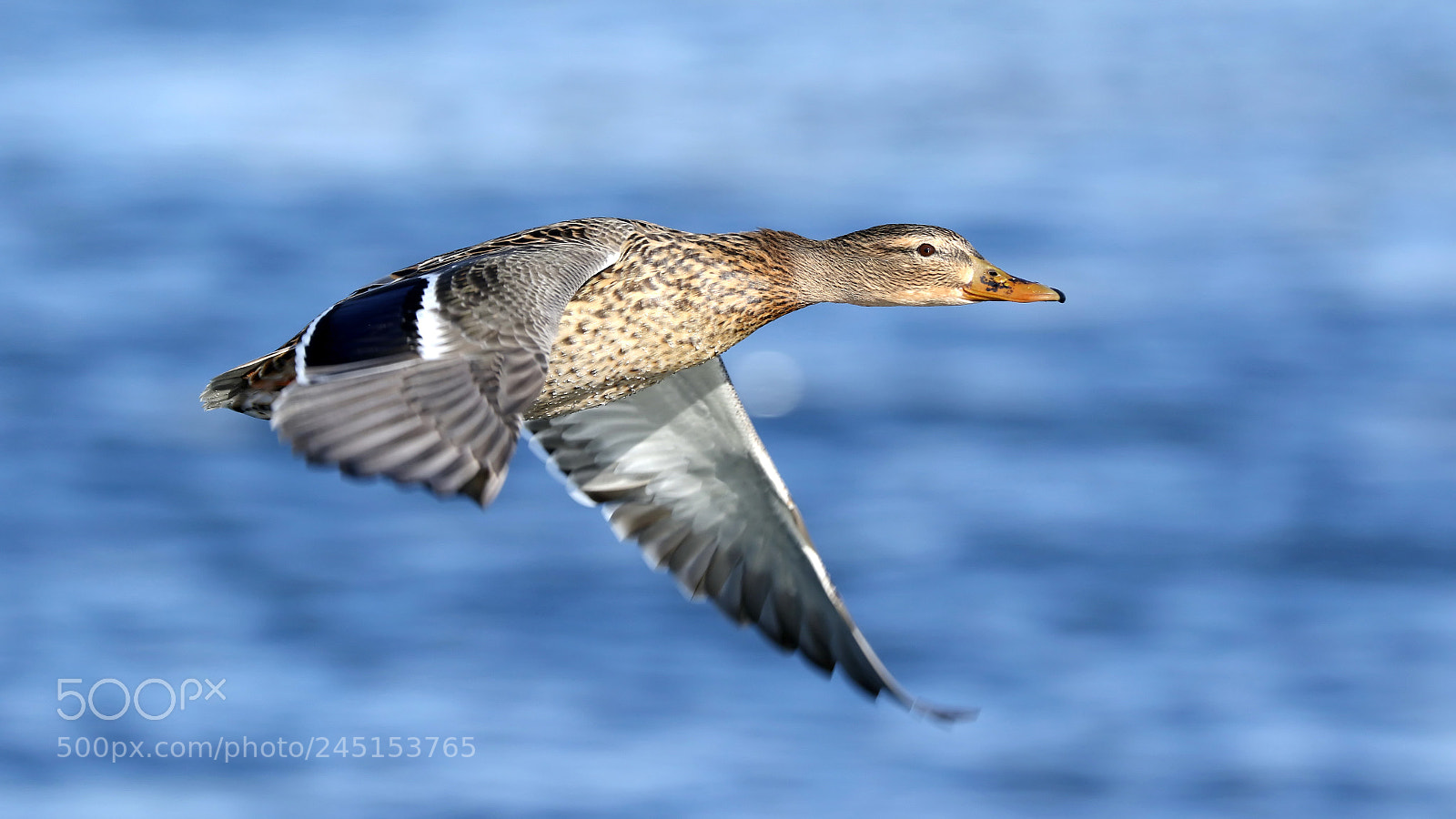Canon EOS 7D Mark II sample photo. Mallard flyby photography