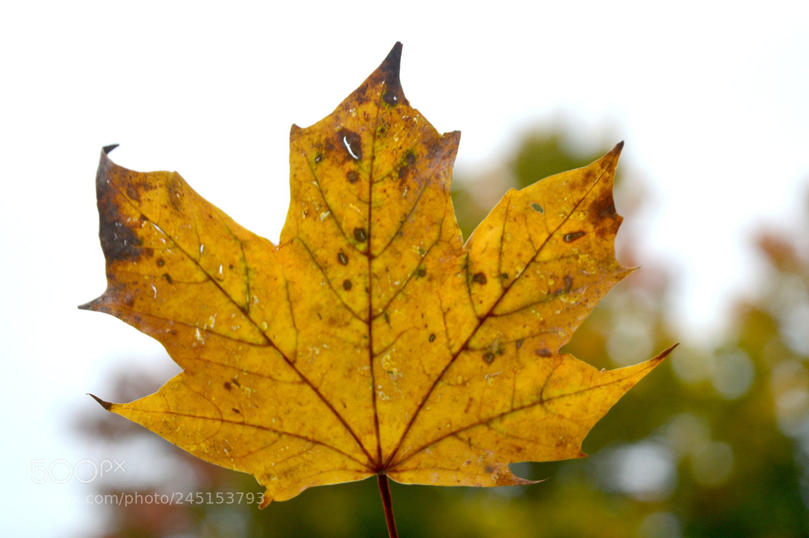 Nikon D3200 sample photo. S photography