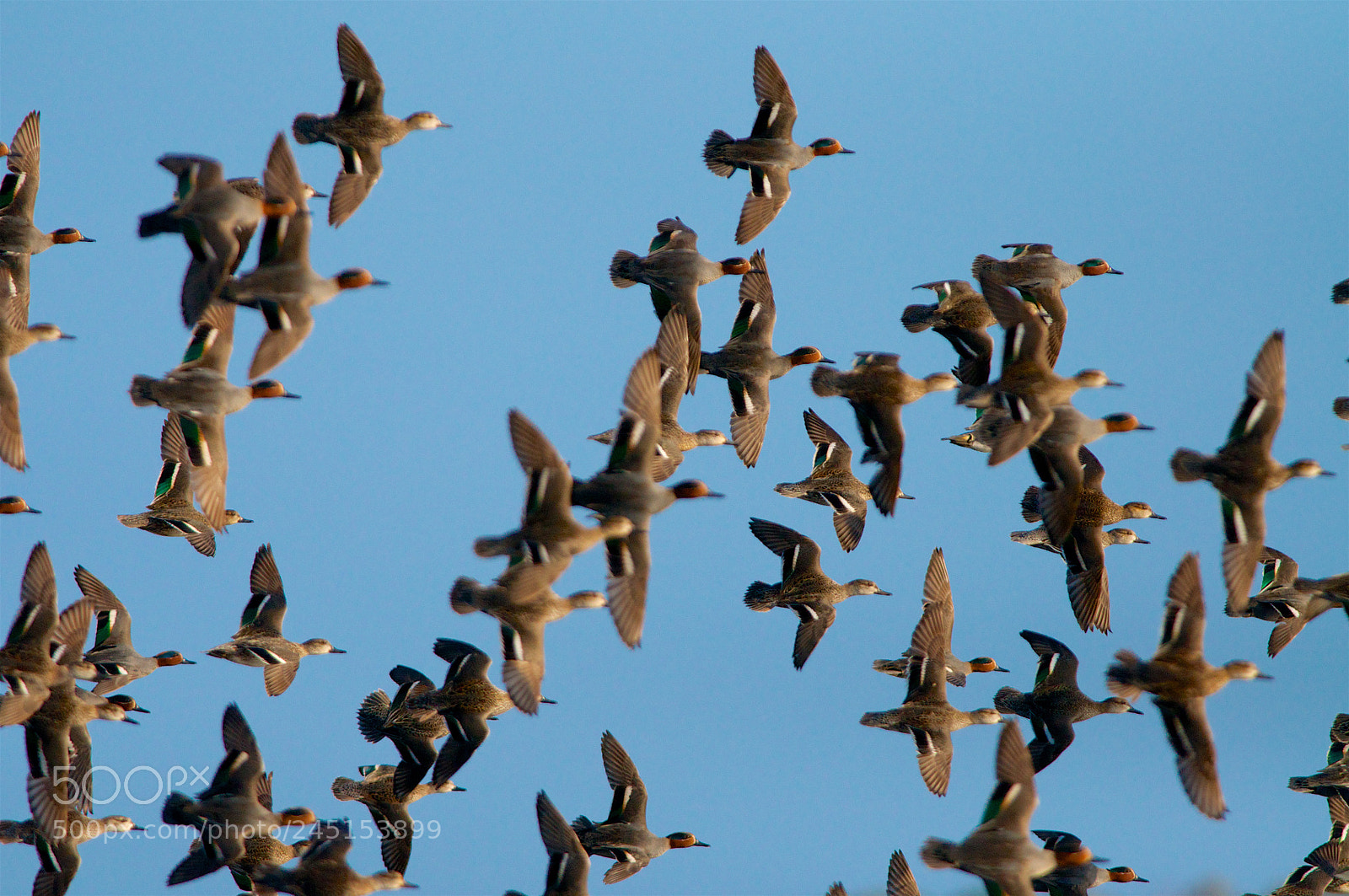 Nikon D5000 sample photo. Flock photography