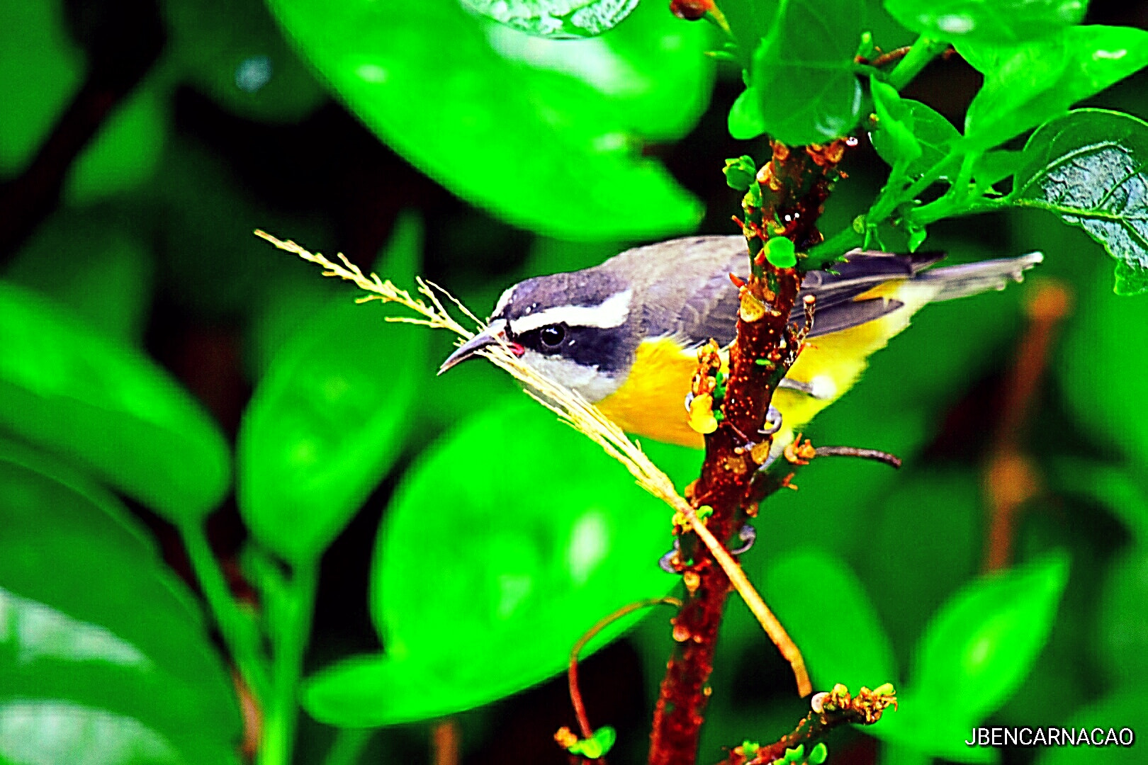 Nikon D5600 sample photo. Building a nest photography
