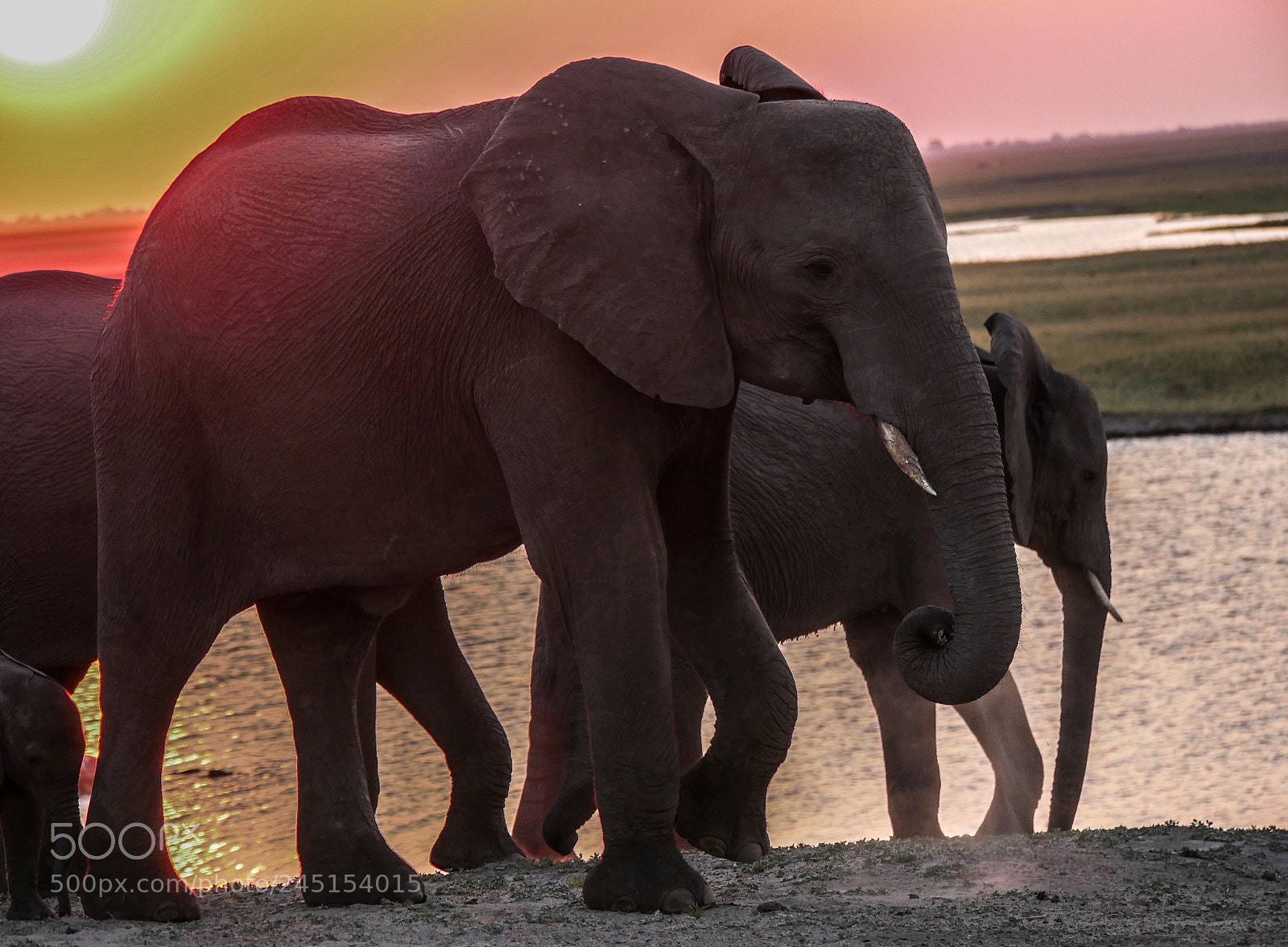 Panasonic DMC-G70 sample photo. Elephants on sunset photography