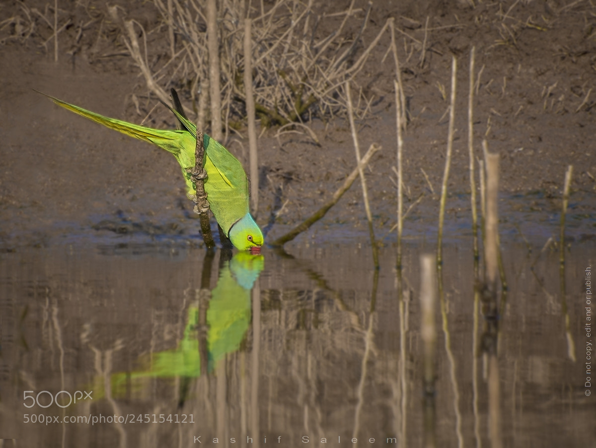 Nikon D7200 sample photo. Rose-ringed parakeet photography