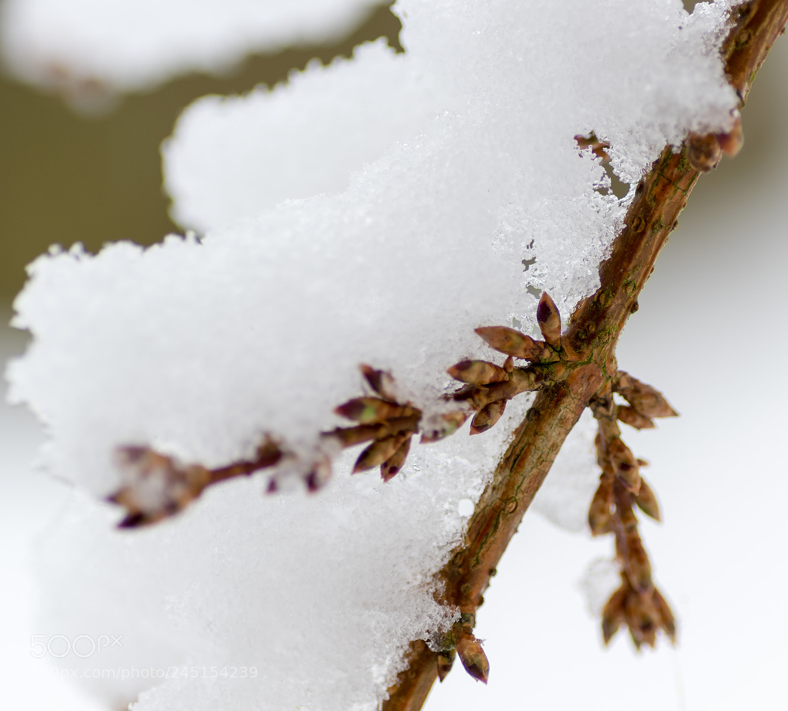 Pentax K-70 sample photo. Snow branch photography