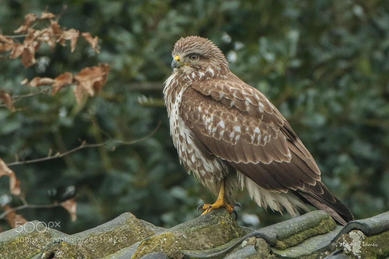 Canon EOS 7D Mark II sample photo. Buteo photography