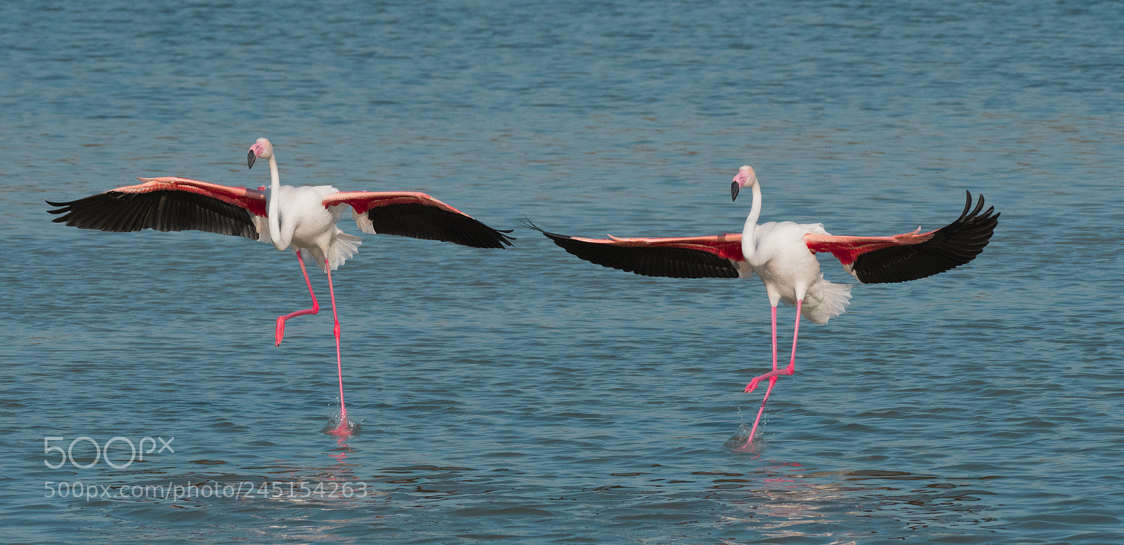 Nikon D500 sample photo. Flamingo dance photography